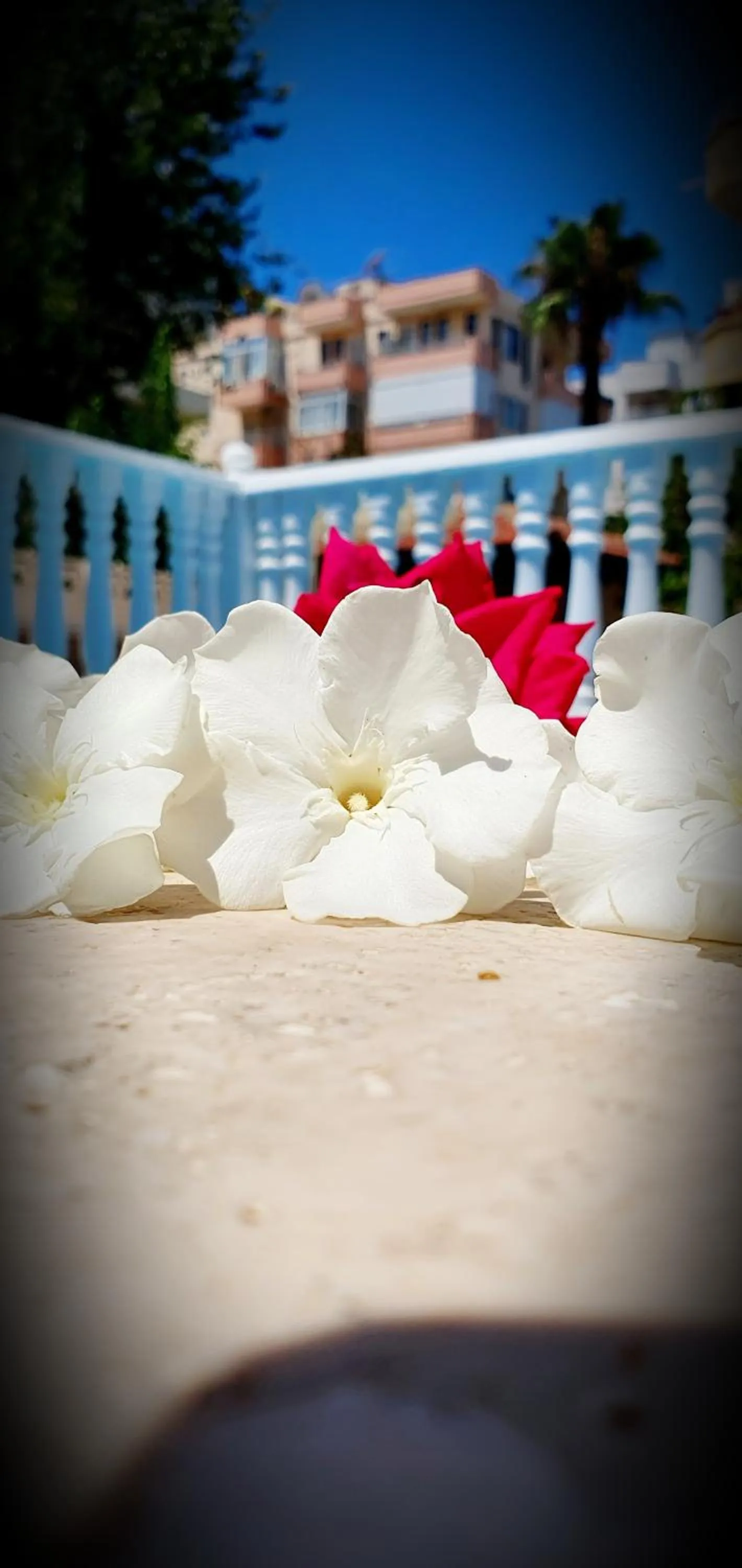 Swimming pool in Palmen Apart Hotel