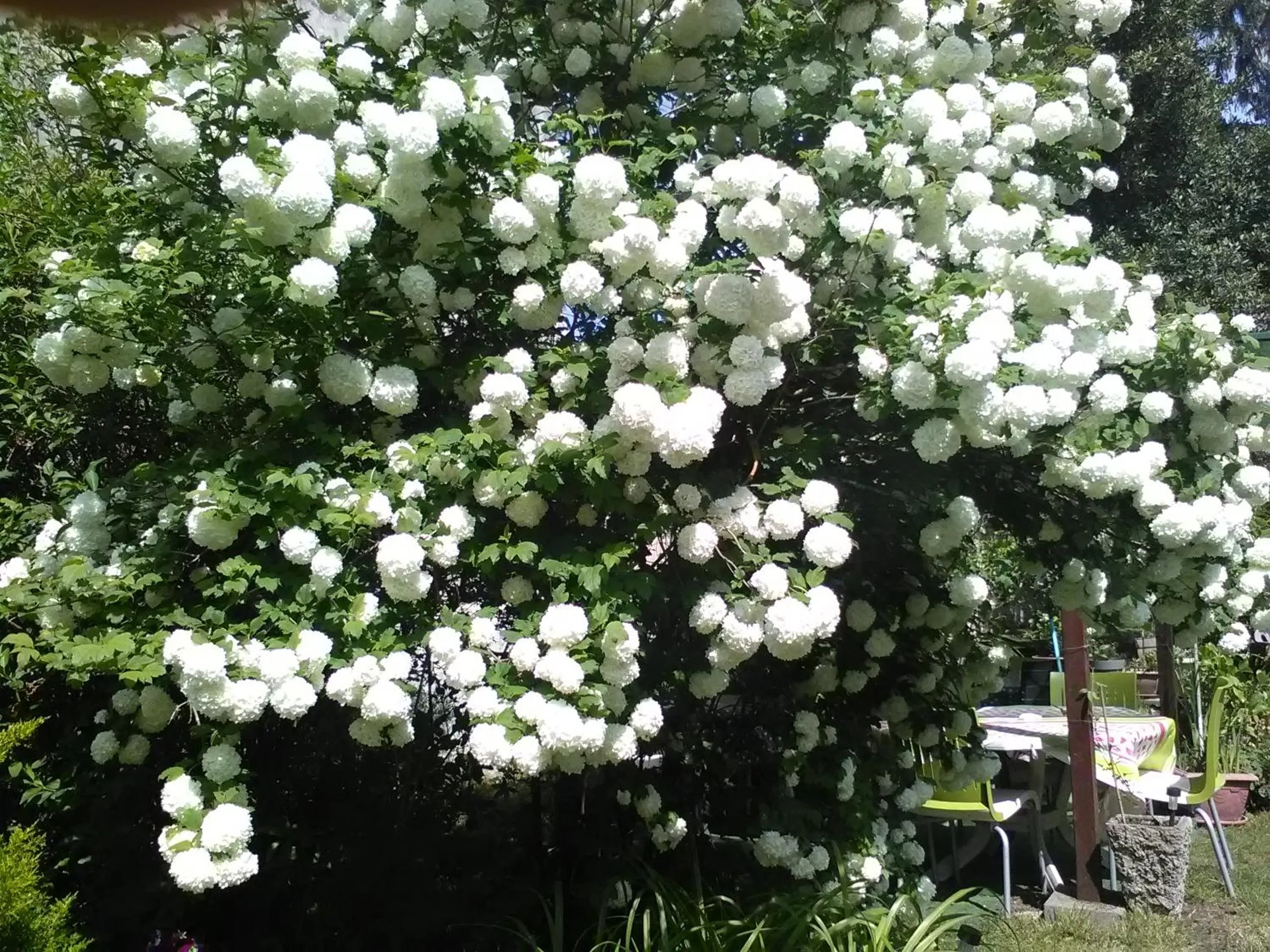 Garden in Le Parisien