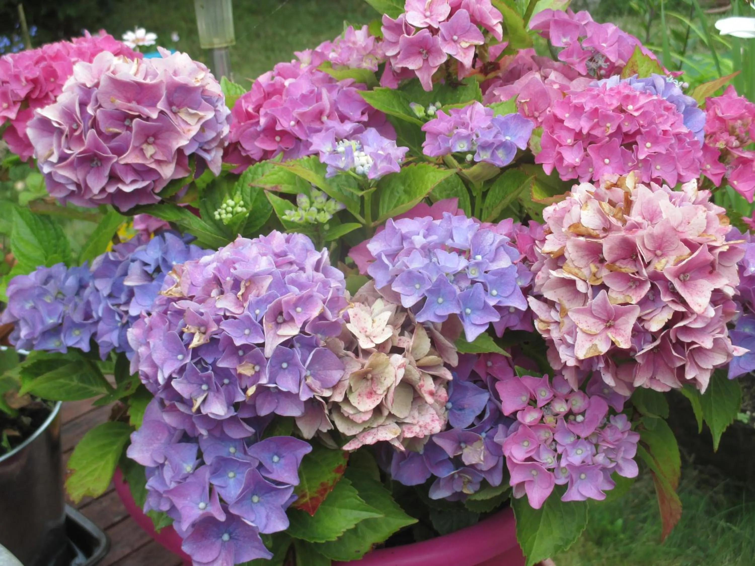 Decorative detail in Le Parisien