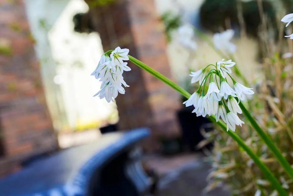 An Capall Dubh B&B Dingle