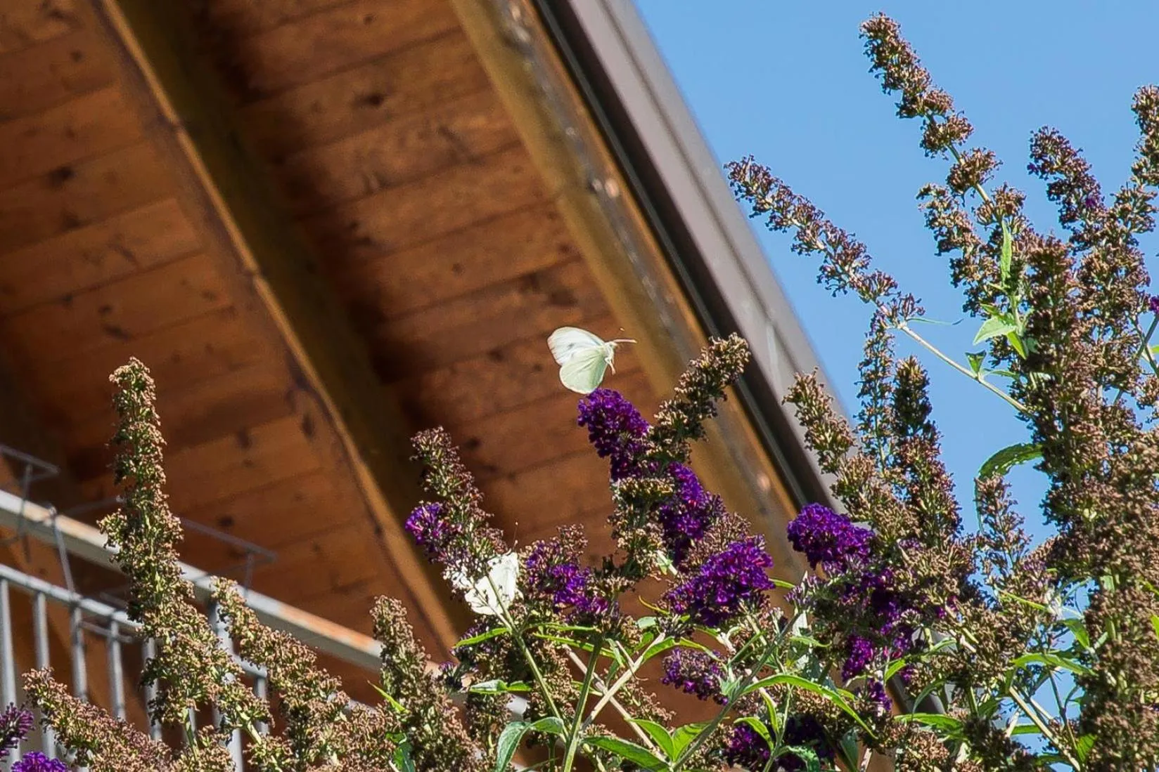 Garden view in B&B La Provenzale