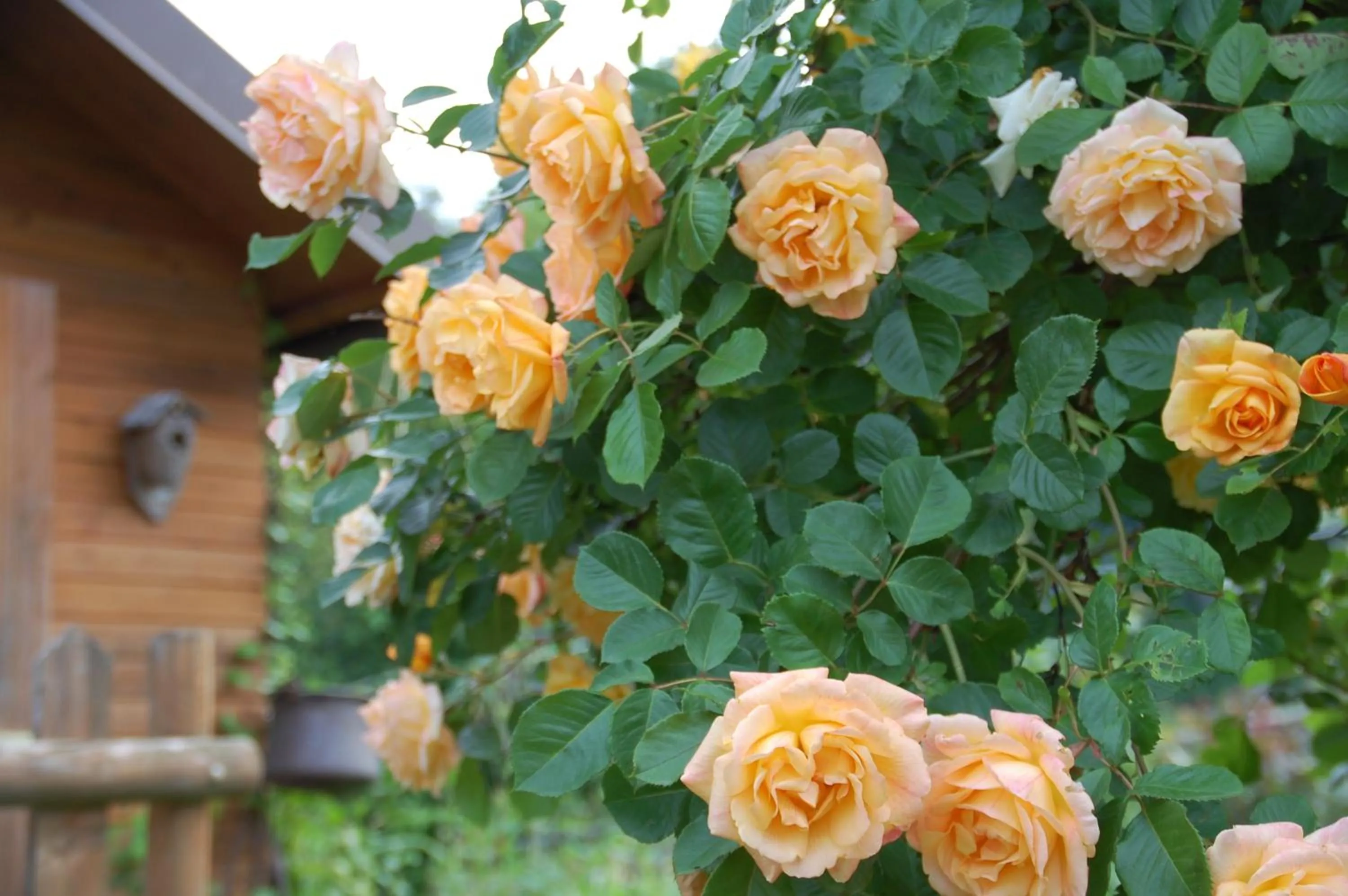 Garden in B&B La Provenzale