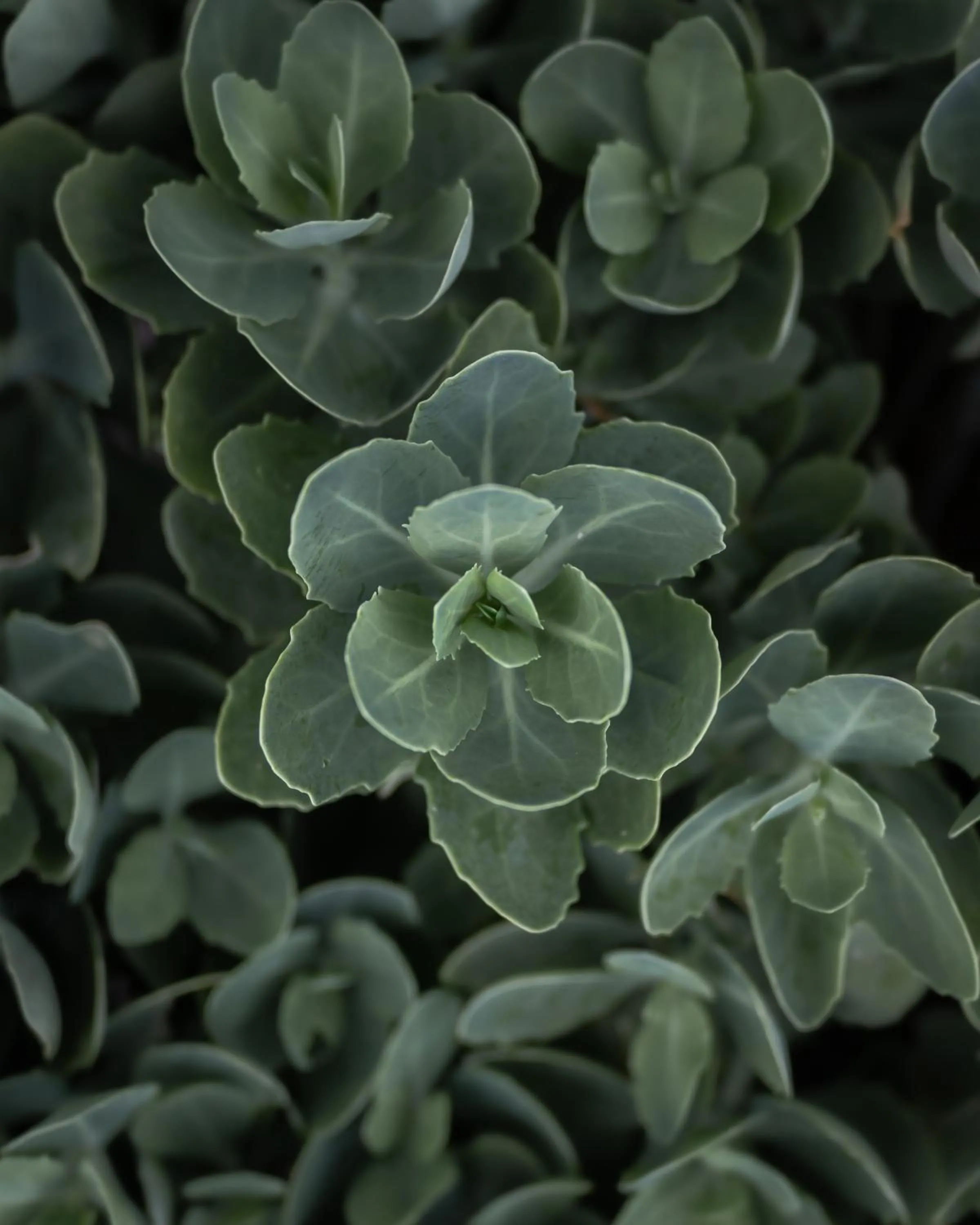 Garden in Résidence Hôtelière les Acanthes