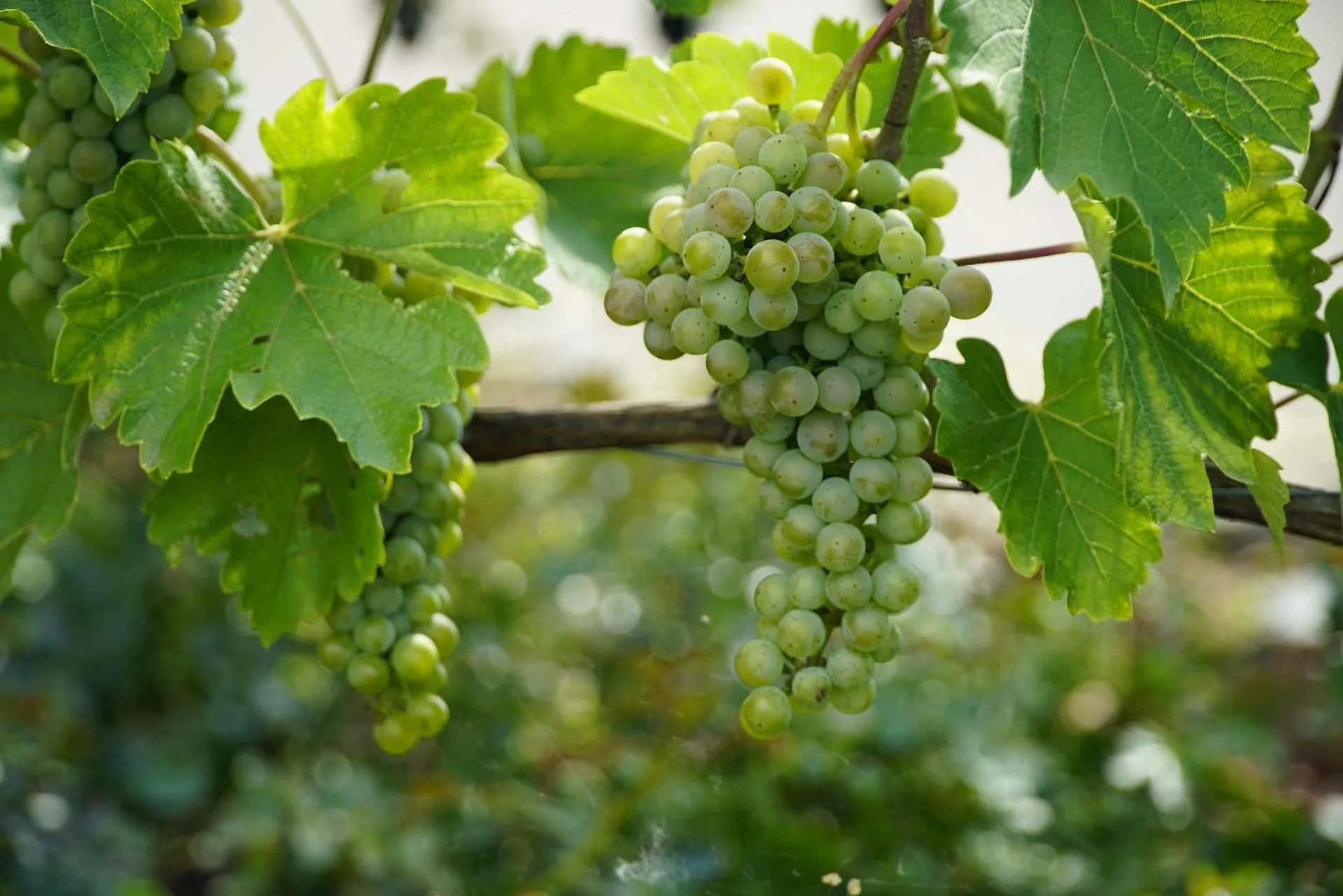Natural landscape in Mühlengarten by Relax Inn