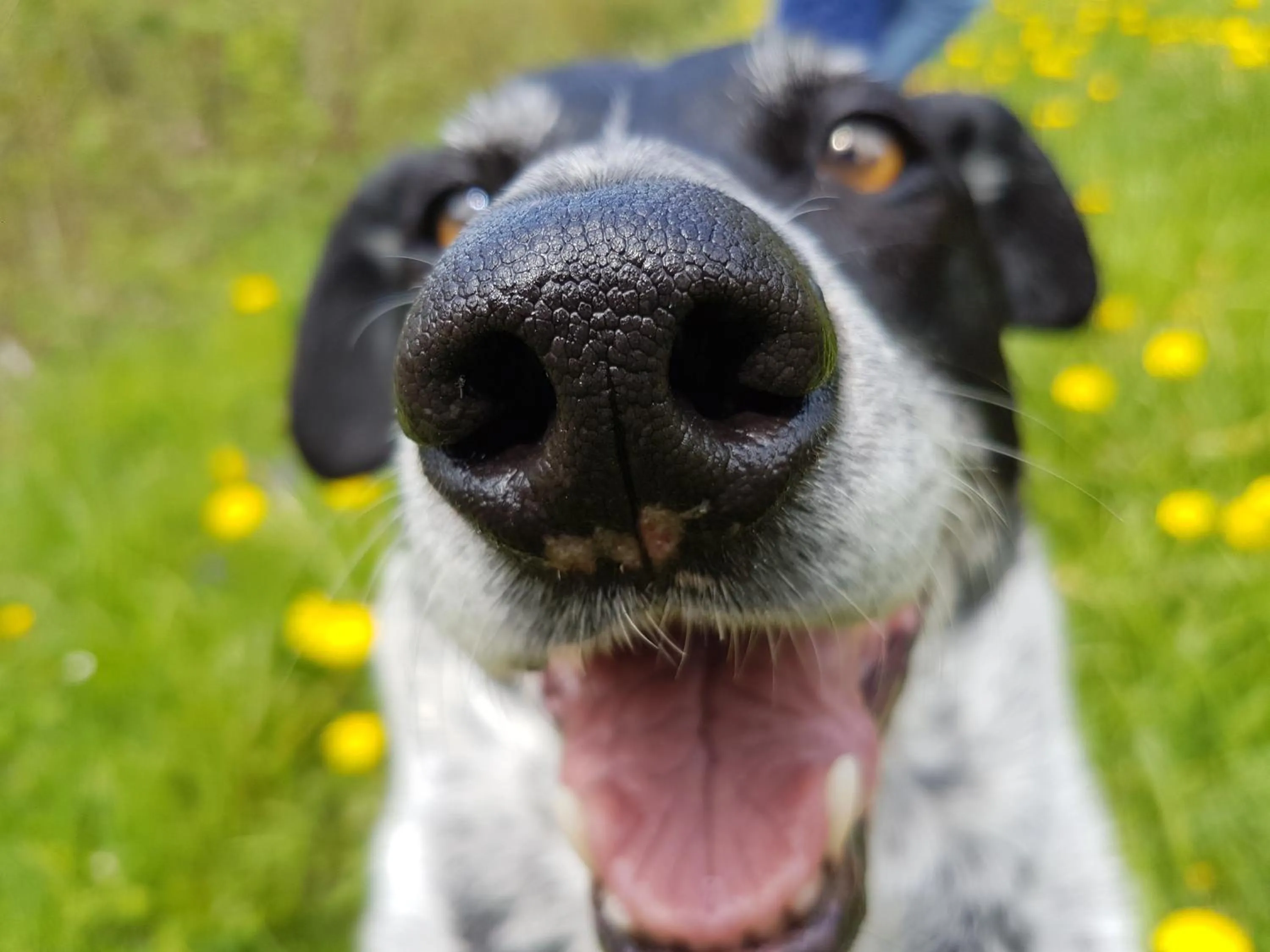 Pets in ALPENHOTEL TYROL - B&B - ADULTS ONLY - Alpines Lifestylehotel - BIO & Nachhaltig