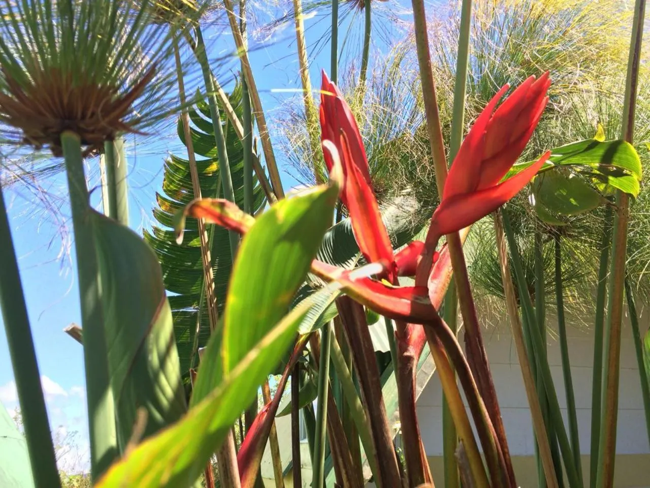 Garden in Hortensias Chalets Vara blanca