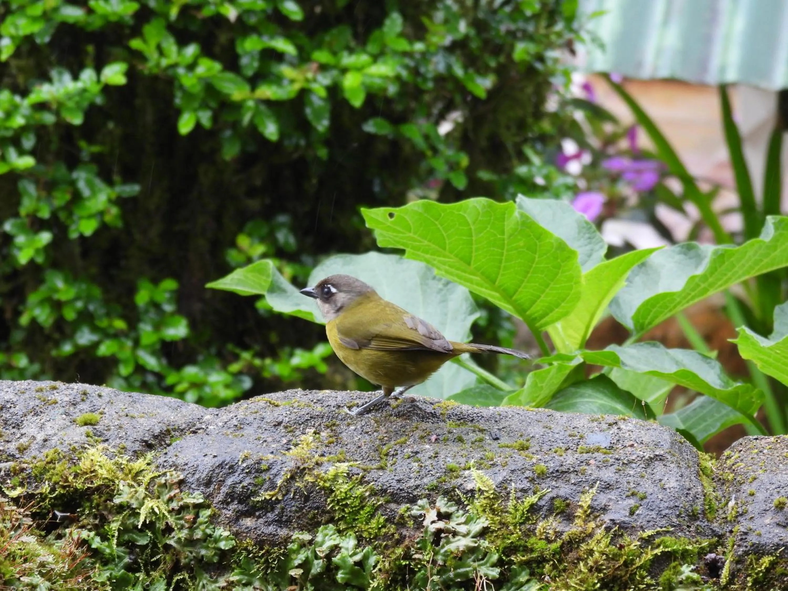 Garden in Hortensias Chalets Vara blanca