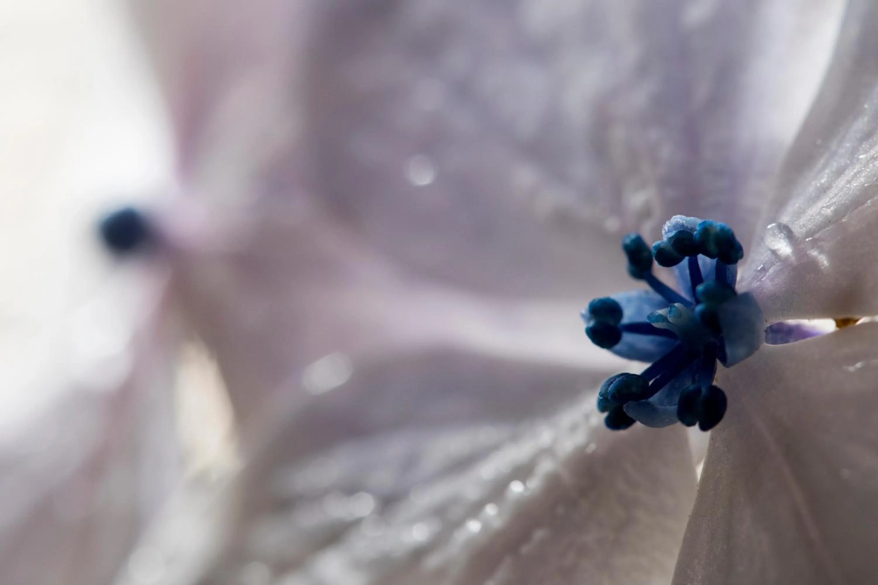Hortensias Chalets Vara blanca