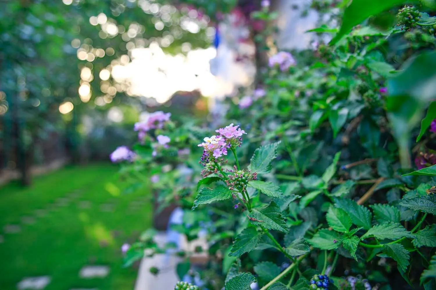 Garden in Costa Bodrum City