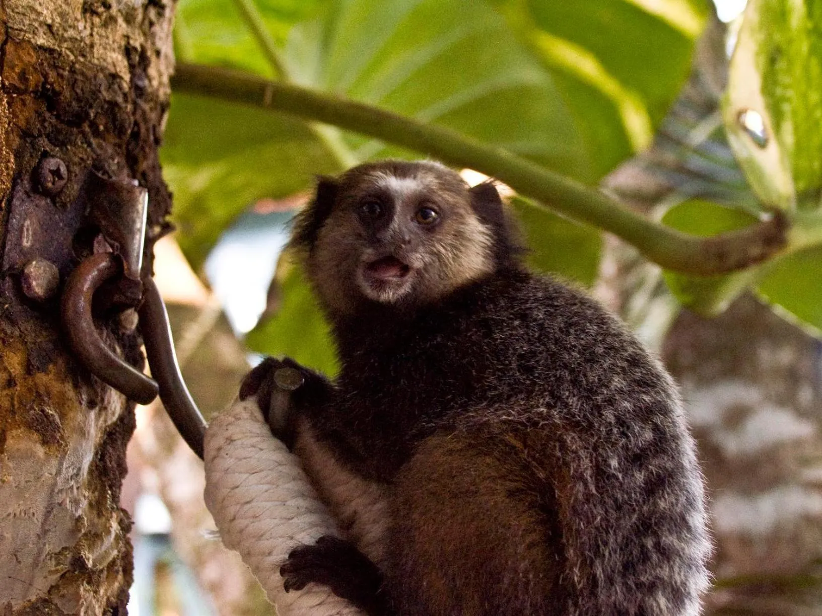 Animals in Pousada Bambu