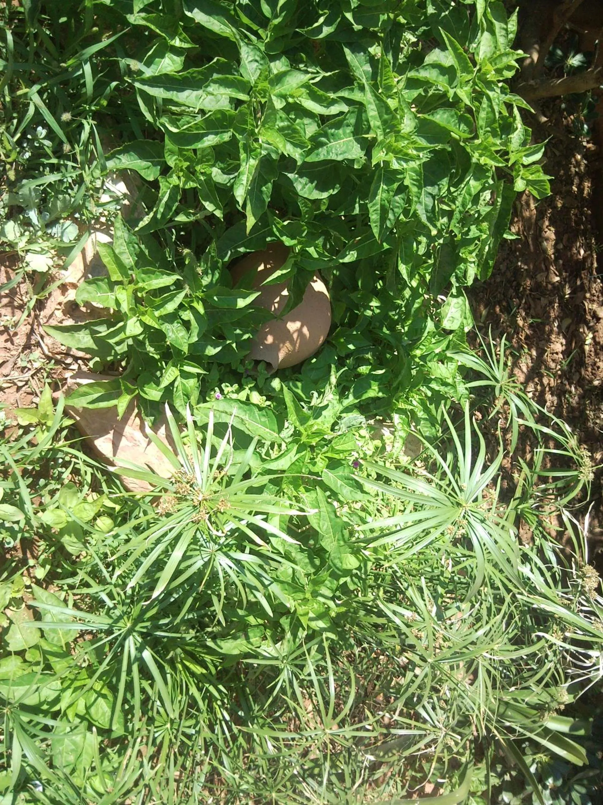 Decorative detail in Stella Apartments