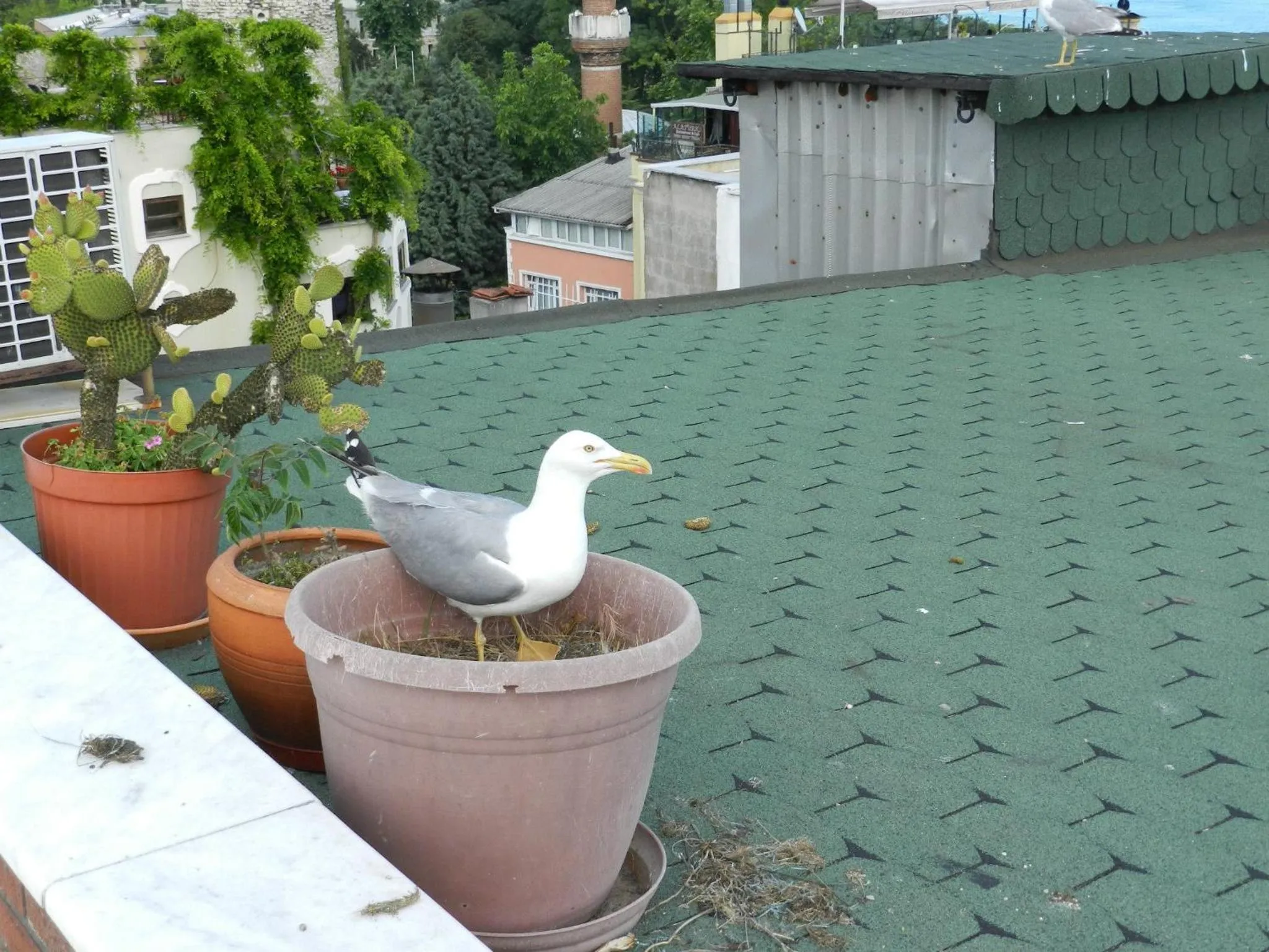 Balcony/Terrace in Berk Guest House - Grandma's House