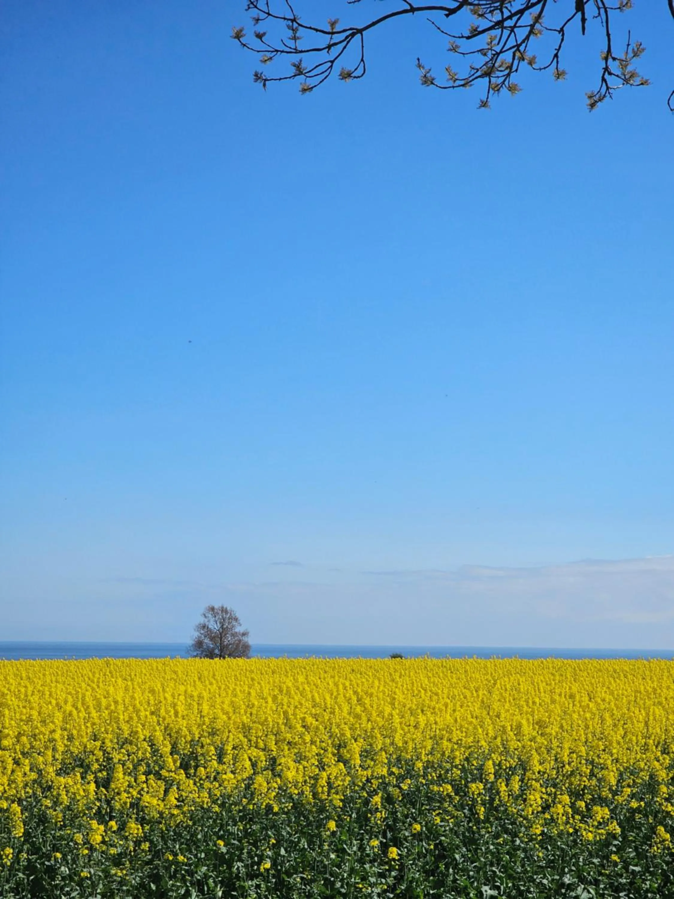 Property building in Sköllengården