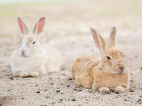Nearby landmark in Green Sky Hotel Takehara