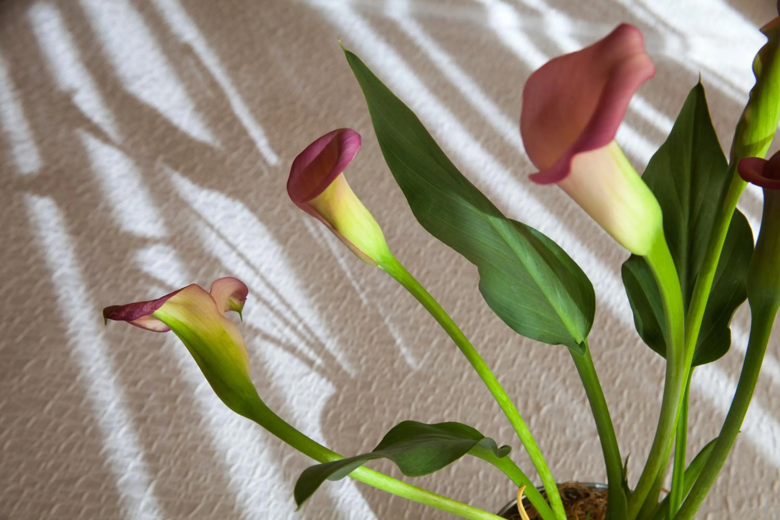 Decorative detail in Silver Cloud Hotel - Seattle University of Washington District