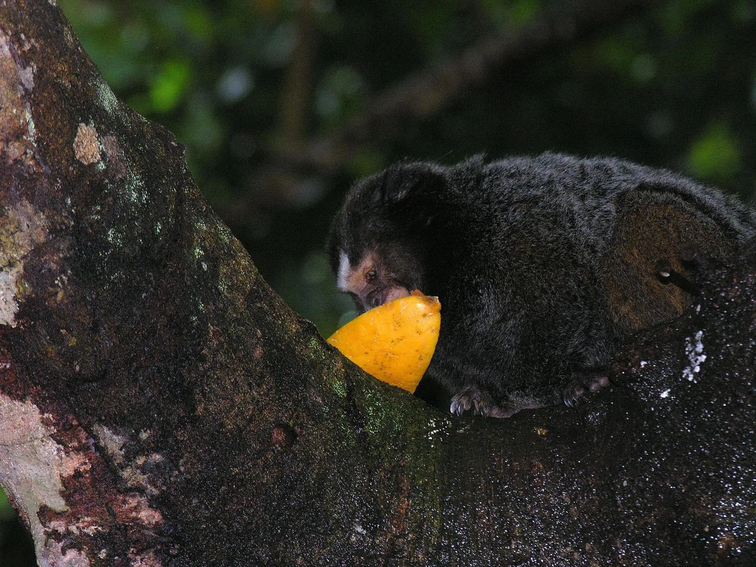 Pousada Ponta do Muta