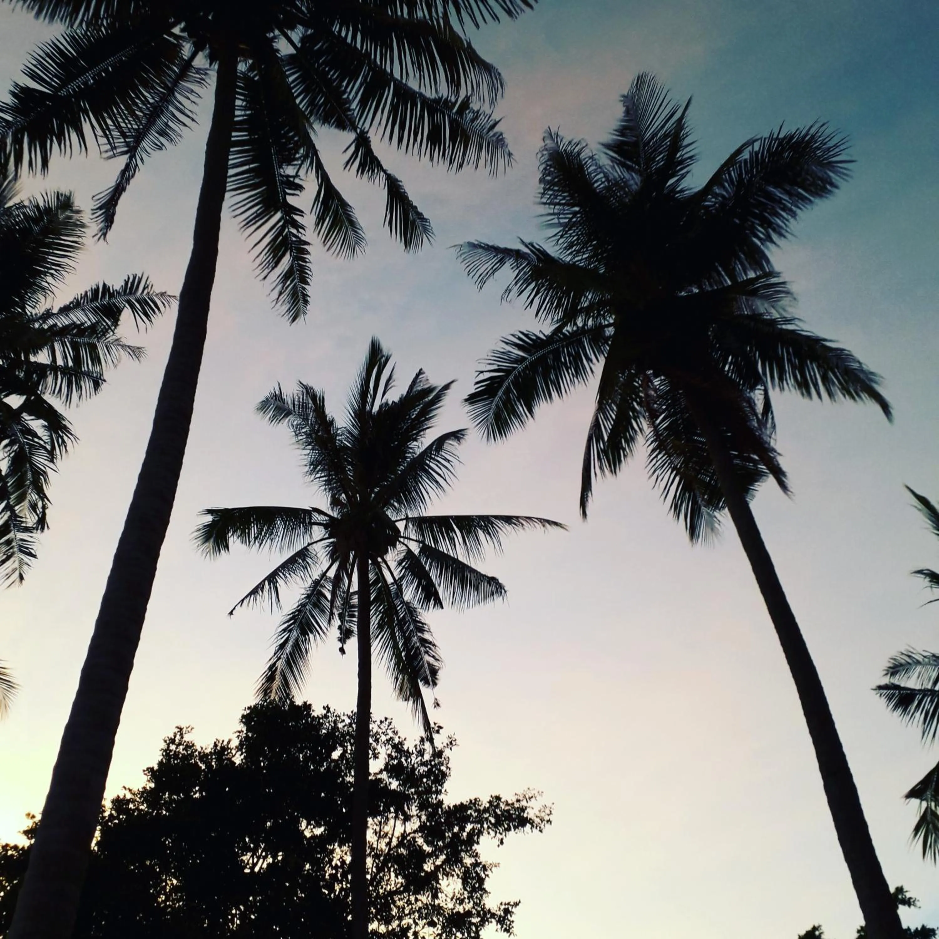 Natural landscape in Coco Garden Resort