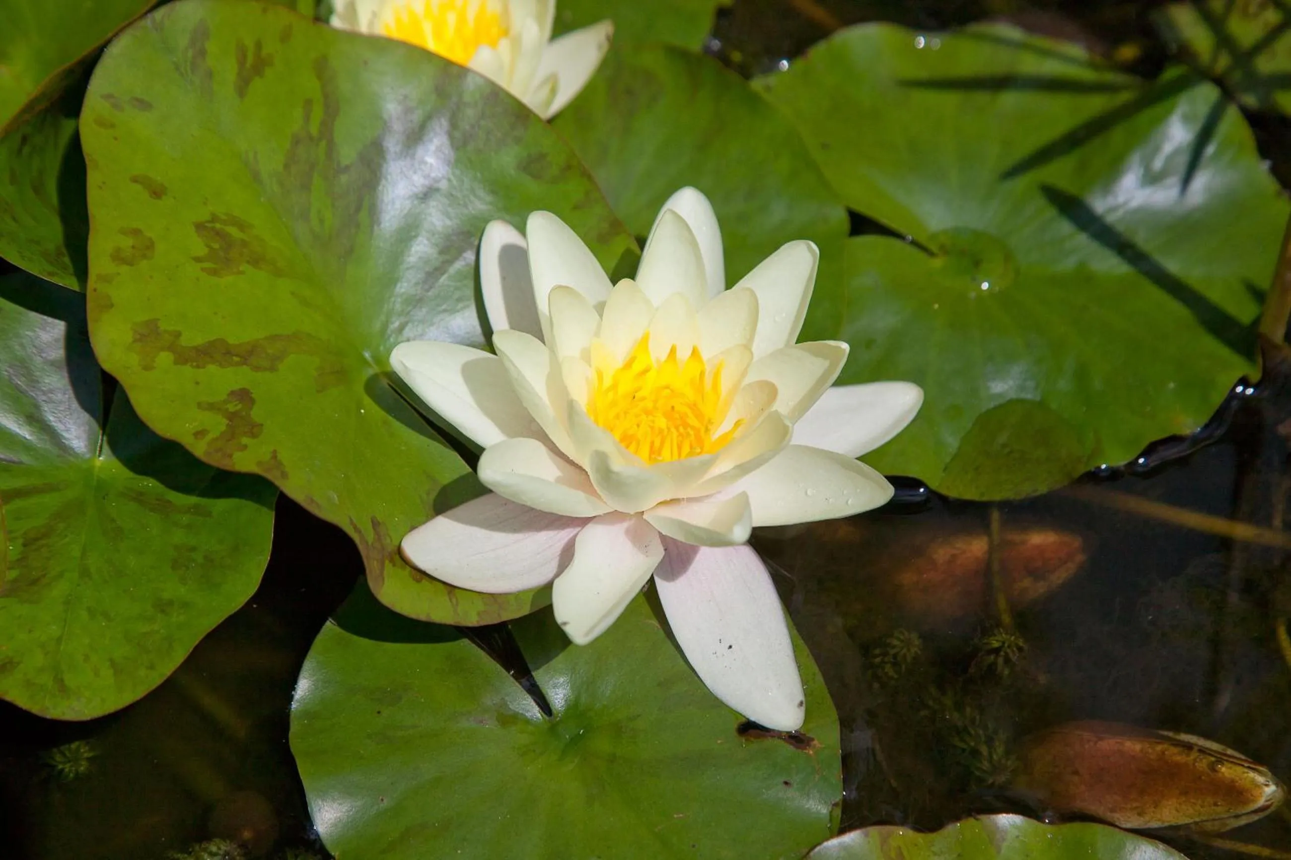 Garden in The Old House Guest House