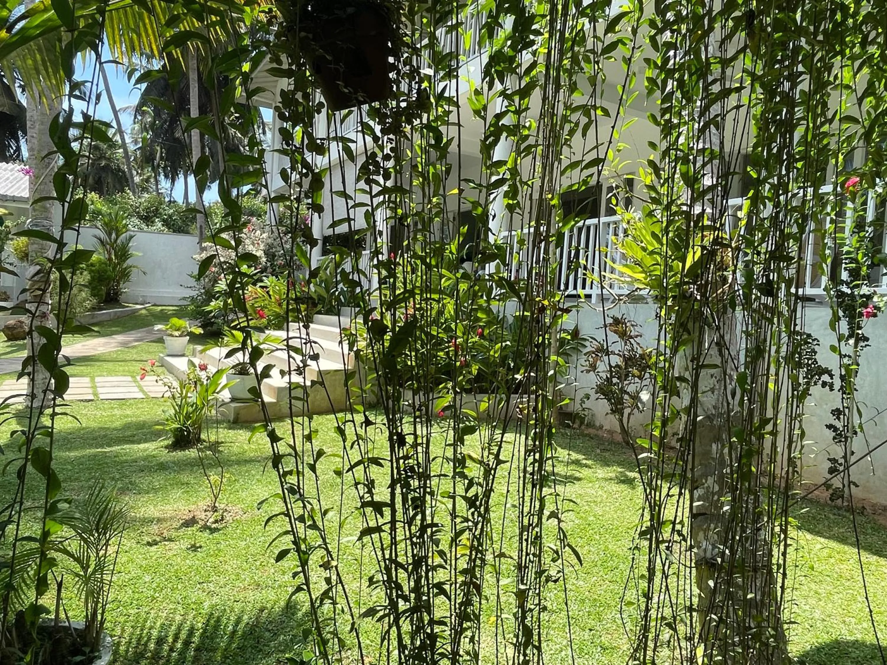 Garden view in Plantation House