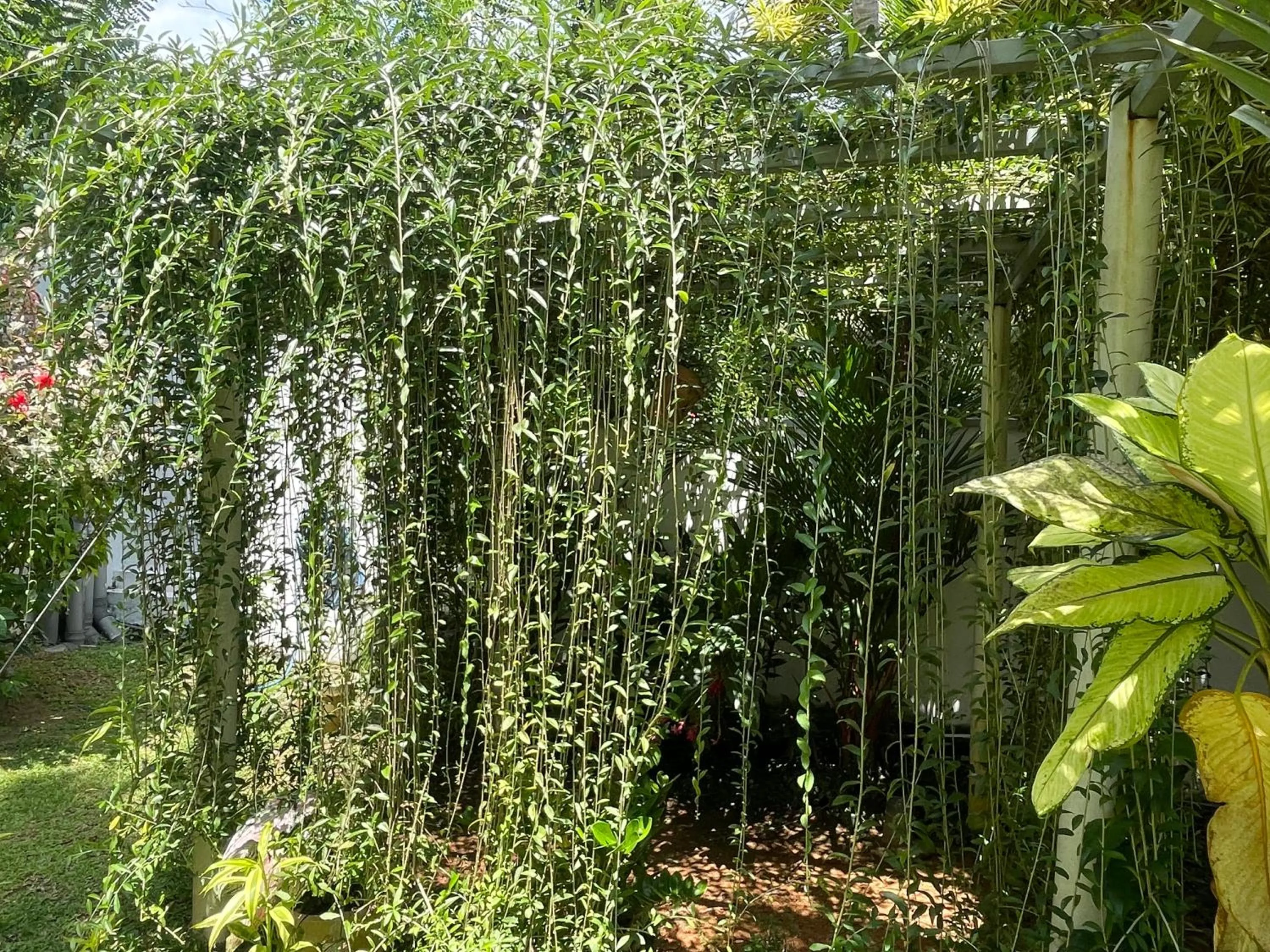 Garden in Plantation House