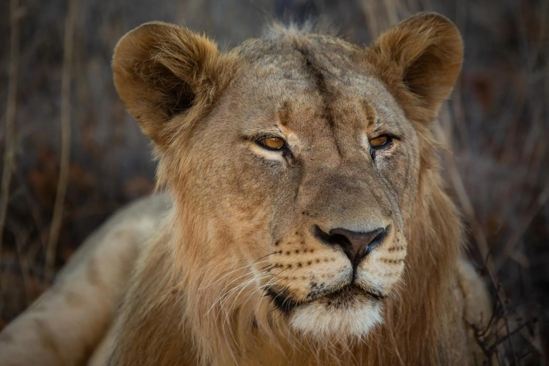 Animals in Mabula Game Lodge