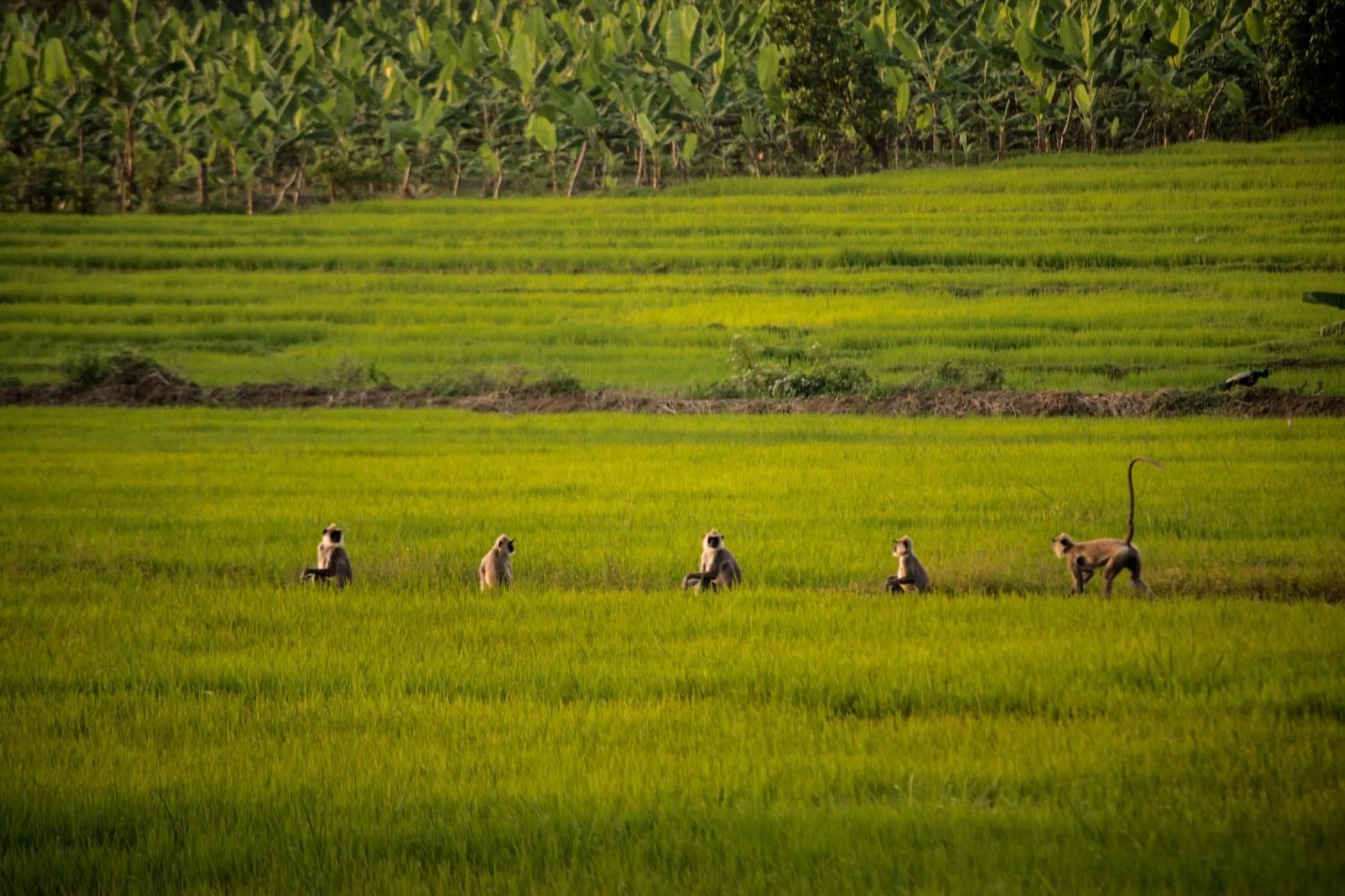Neighbourhood in Ladja Beach Resort