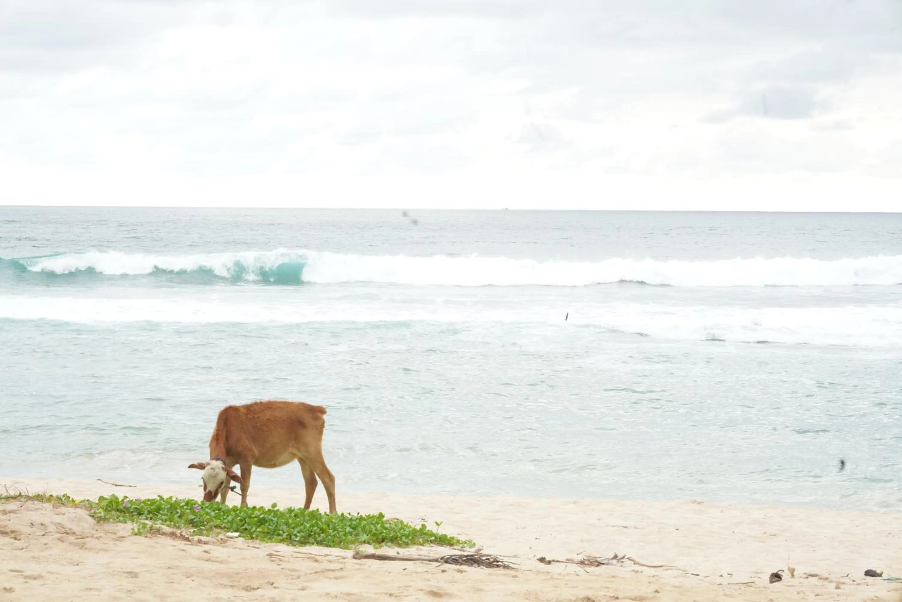 Animals in Surf Orchid Villa