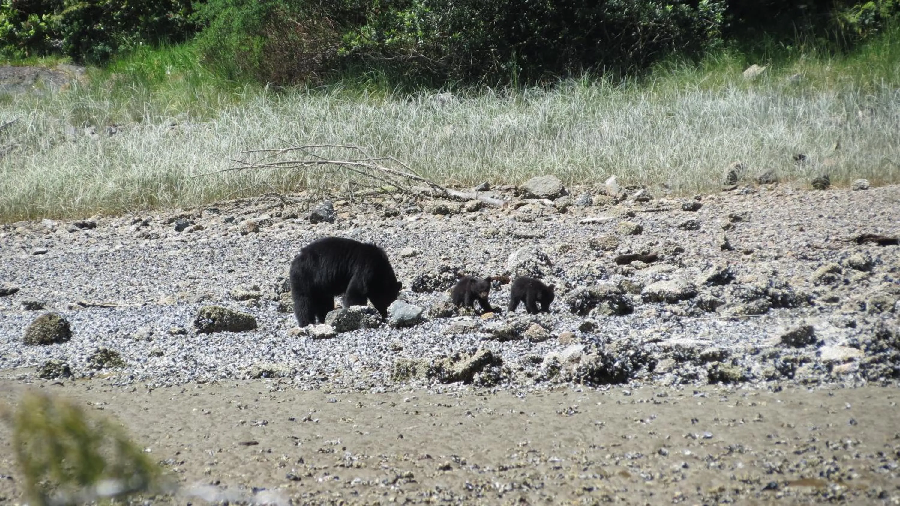 Animals in Cobble Wood and Bird Sanctuary Guest Houses