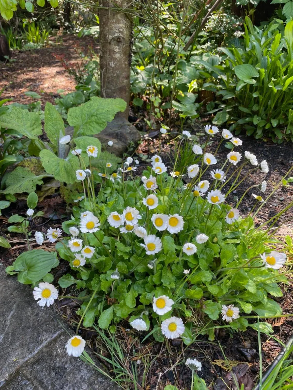 Garden in Cobble Wood and Bird Sanctuary Guest Houses