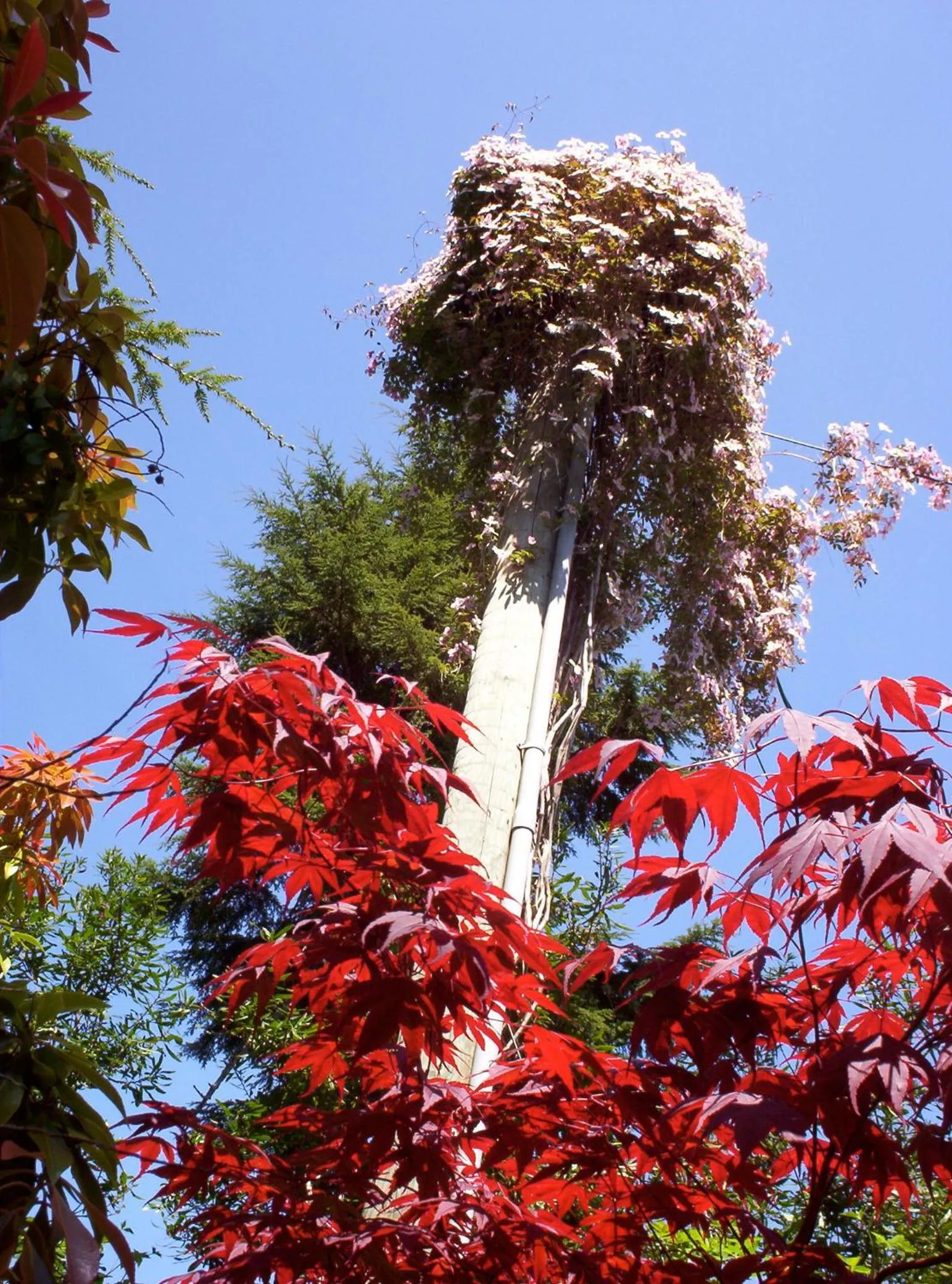 Garden in Cobble Wood and Bird Sanctuary Guest Houses