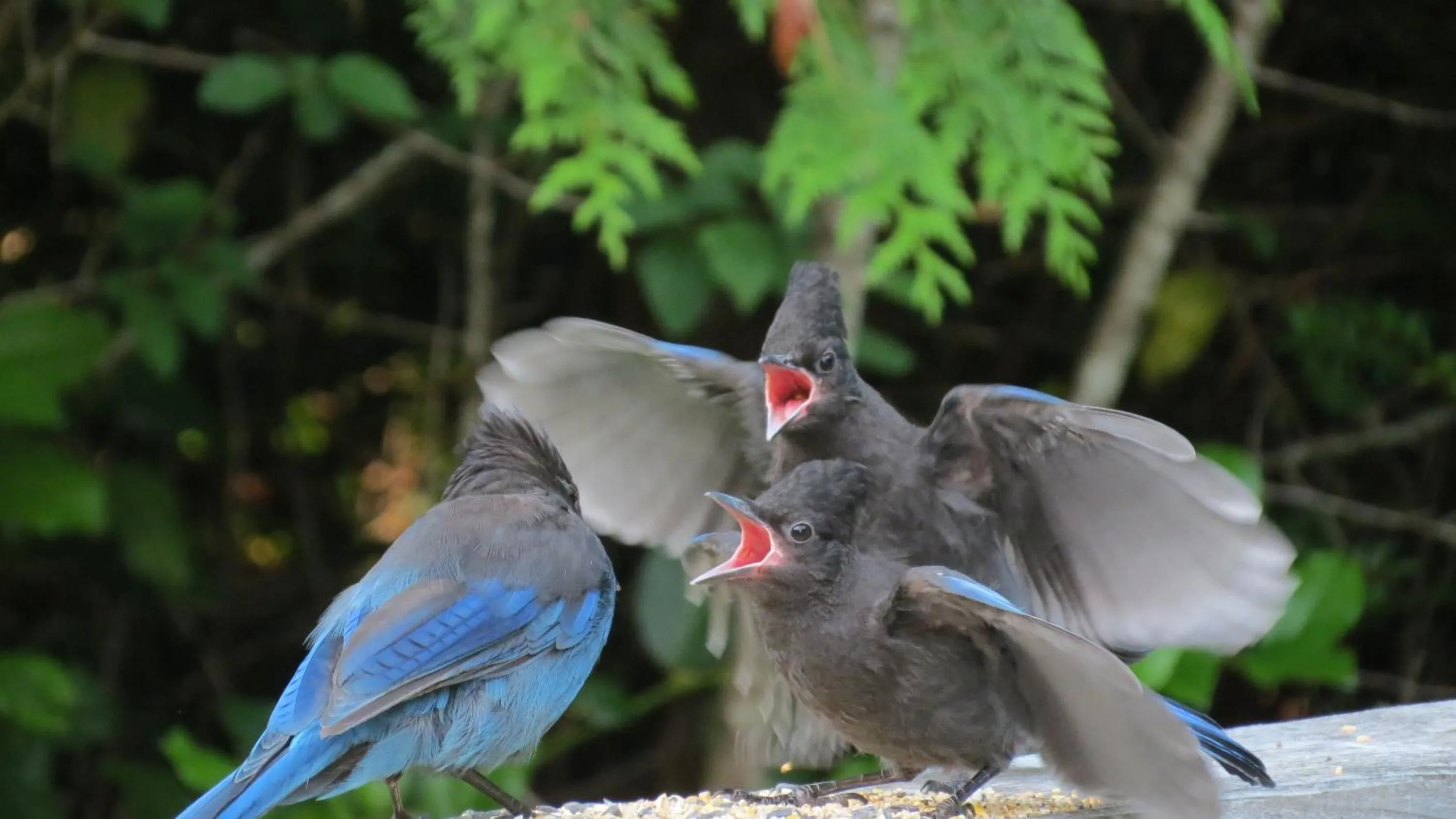 Day in Cobble Wood and Bird Sanctuary Guest Houses