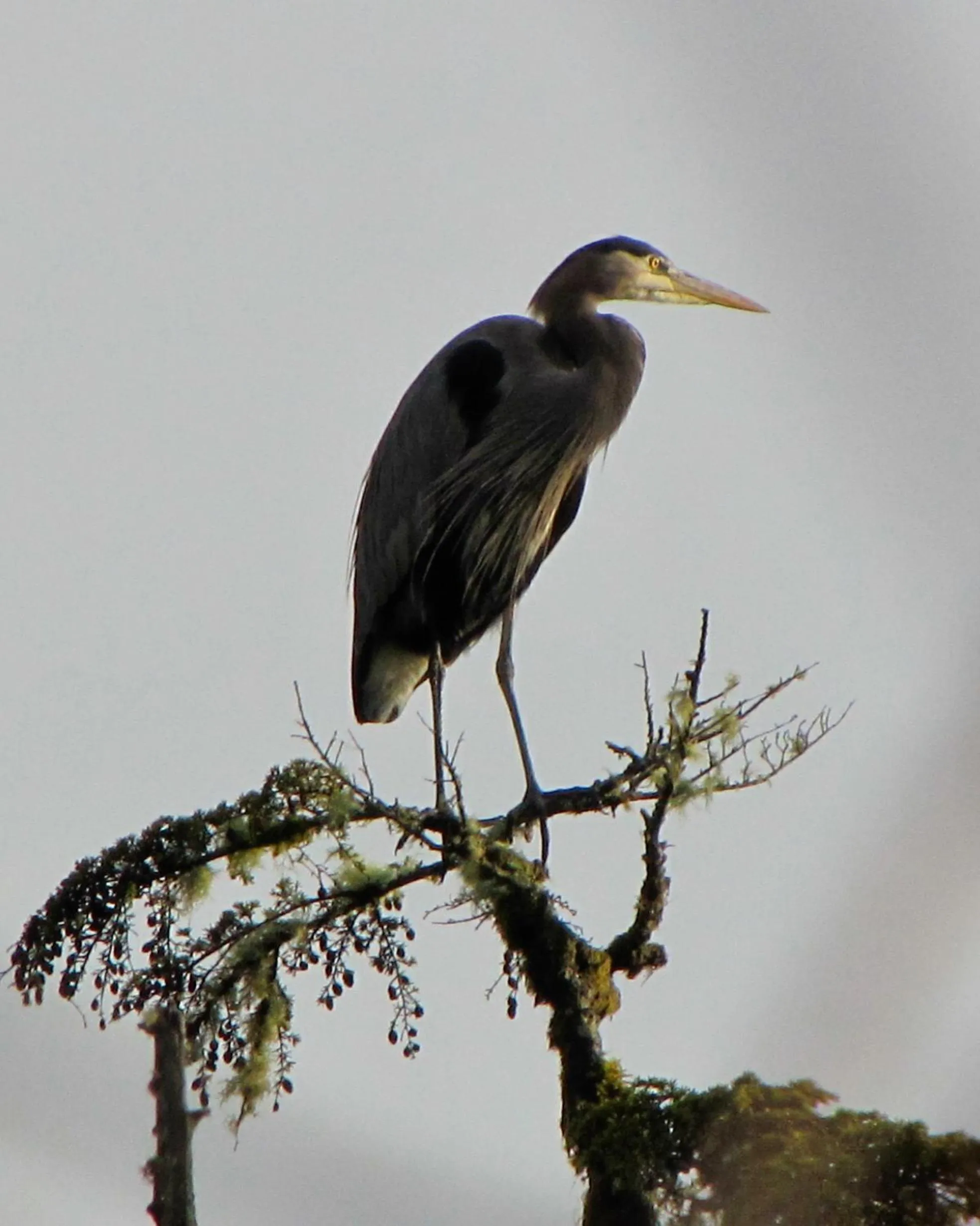 Other in Cobble Wood and Bird Sanctuary Guest Houses