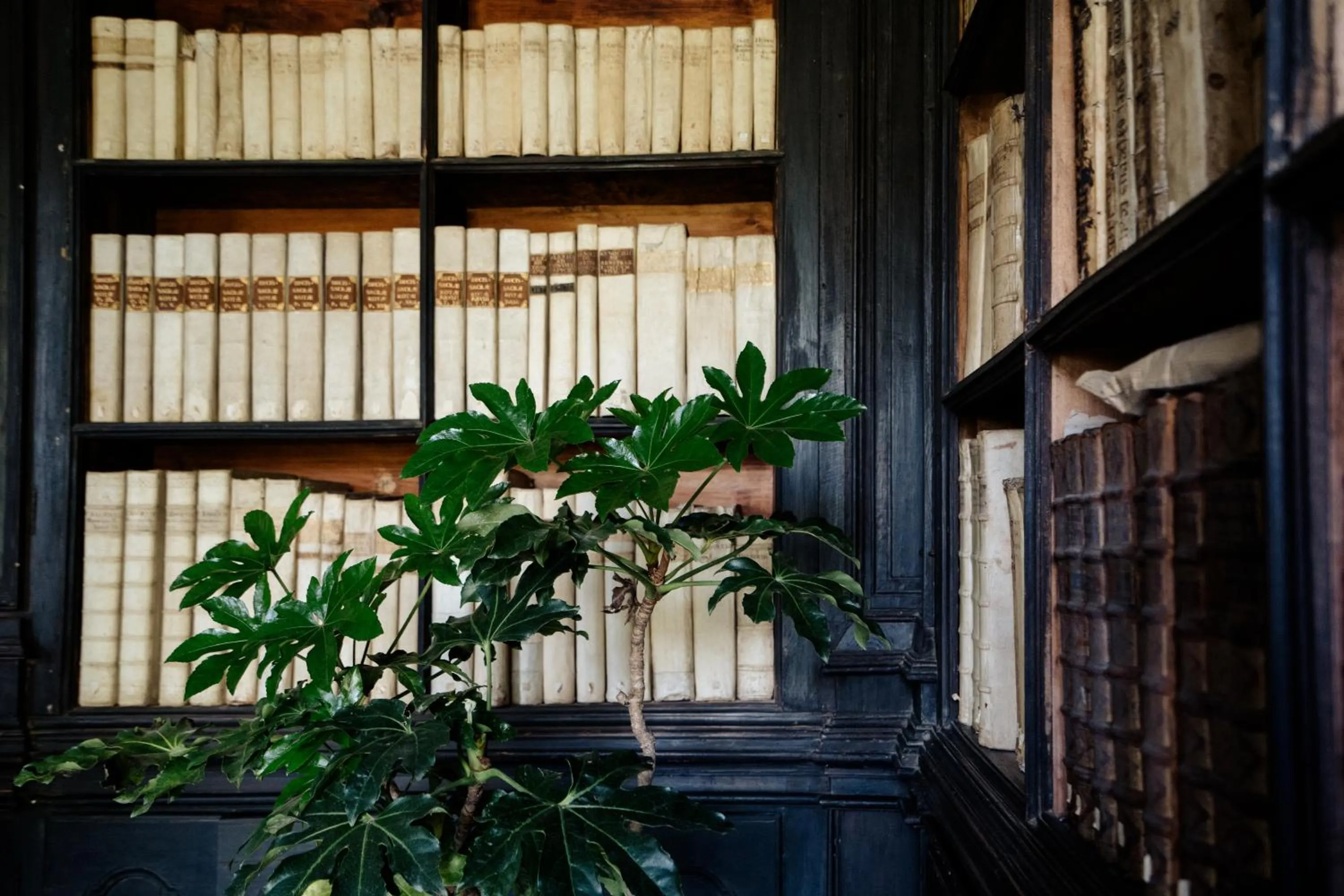 Library in Palazzo Mazziotti