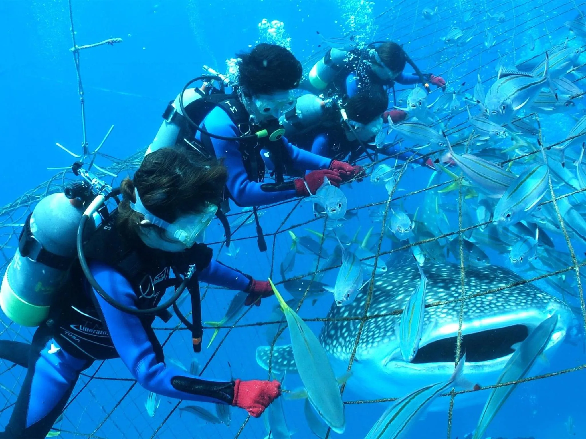 Diving in Rizzan Sea Park Hotel Tancha Bay
