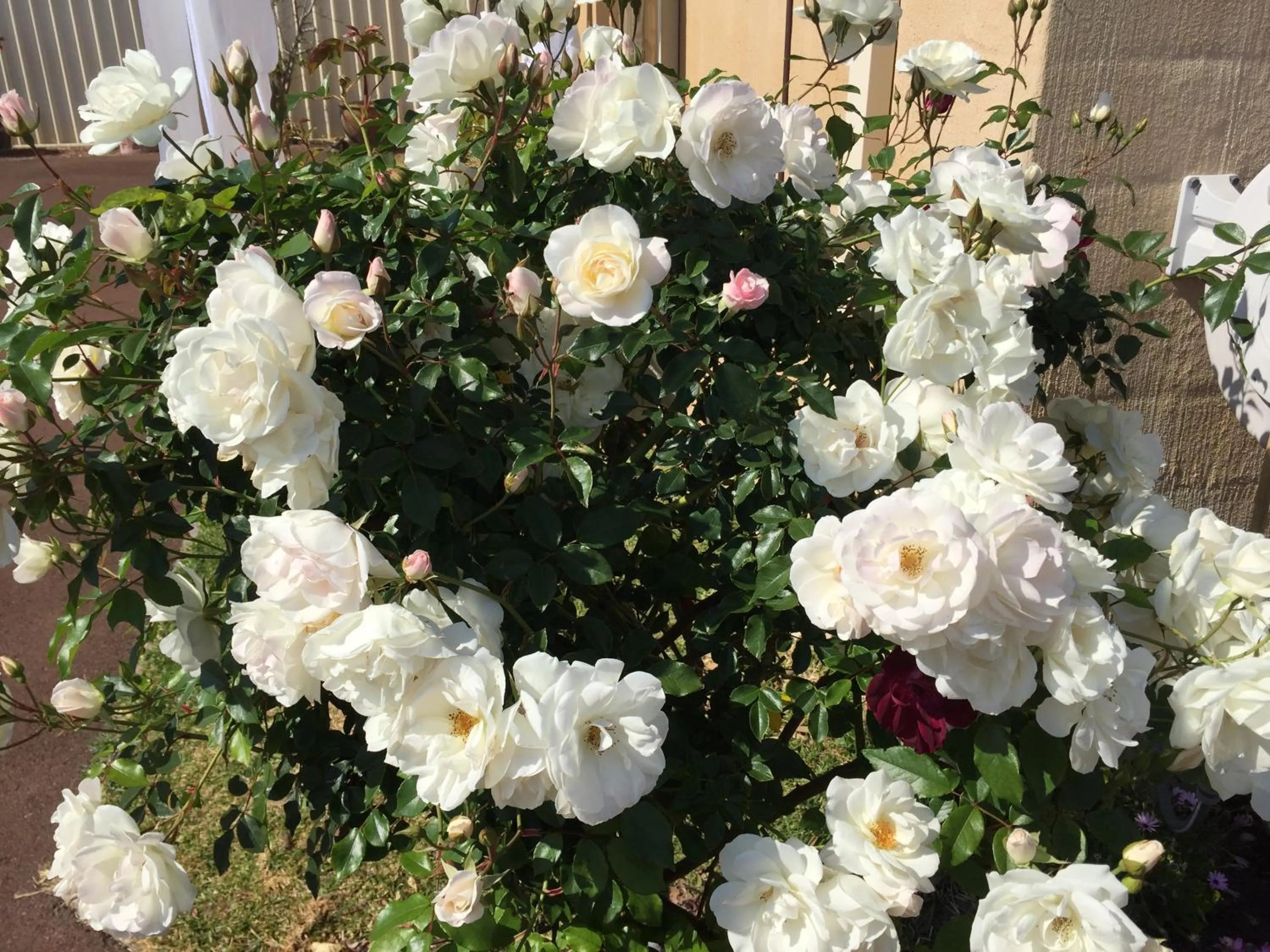 Garden in Observatory Guesthouse - Adults Only