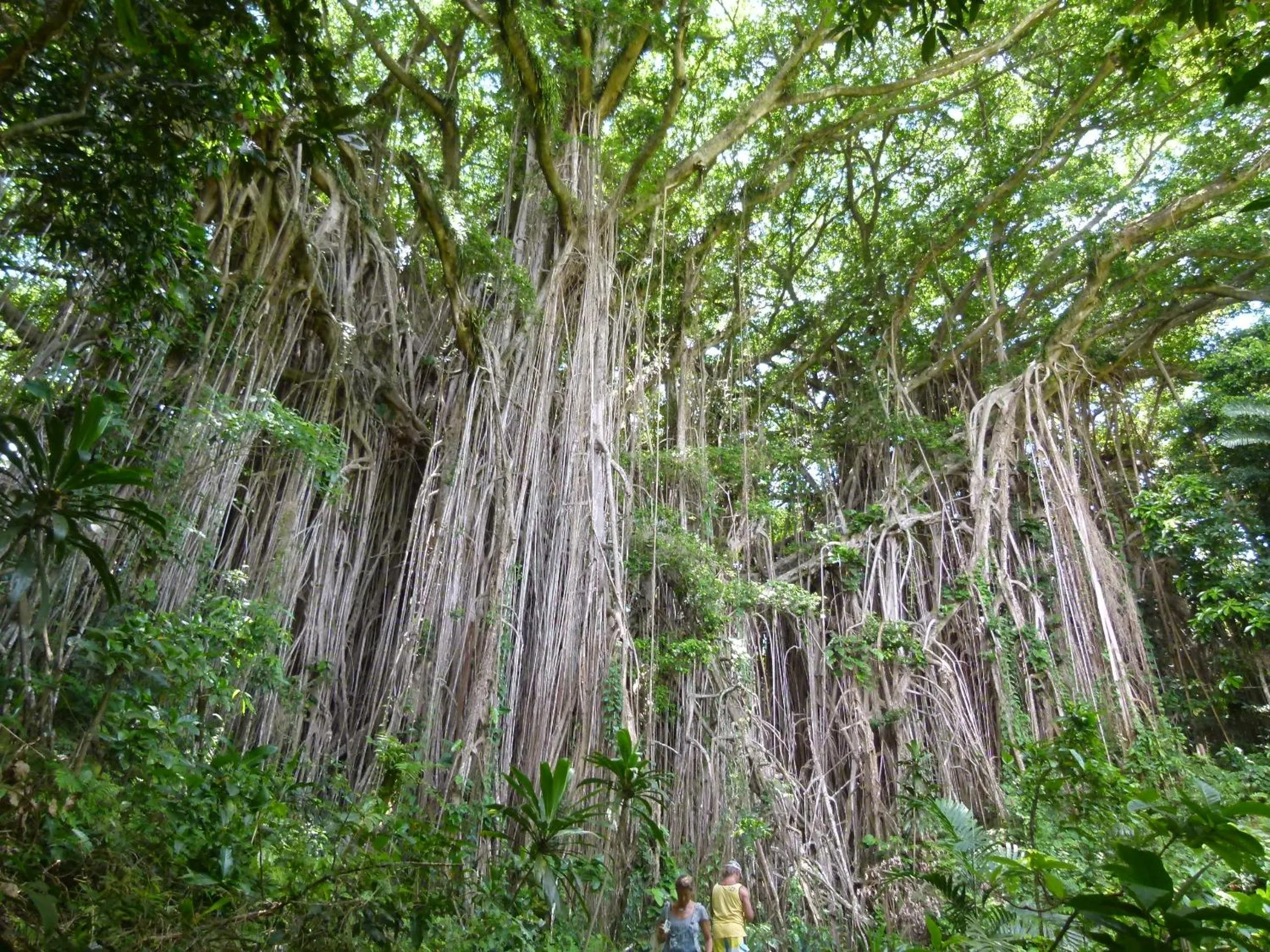 Hiking in White Grass Ocean Resort & Spa