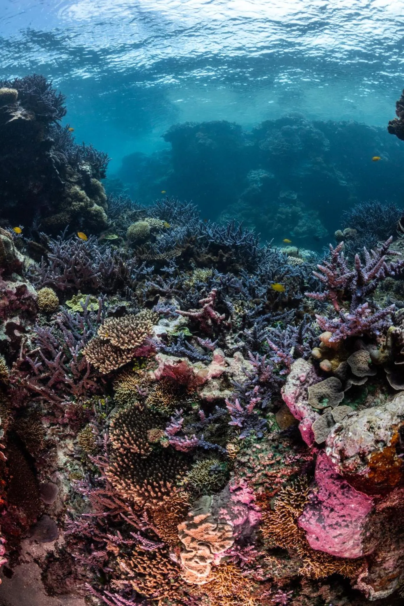 Snorkeling in White Grass Ocean Resort & Spa