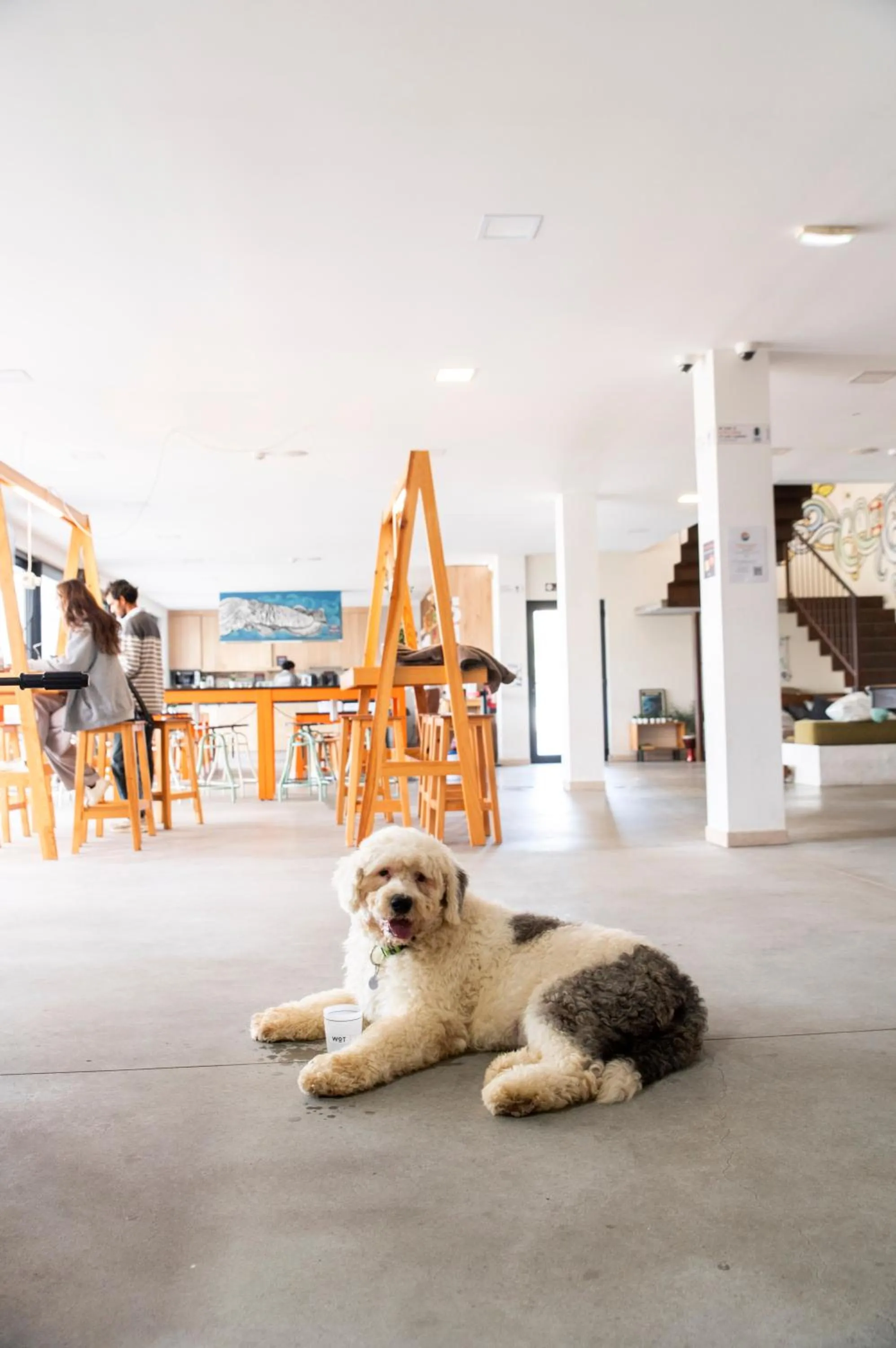 Pets in WOT Ericeira Surf Social