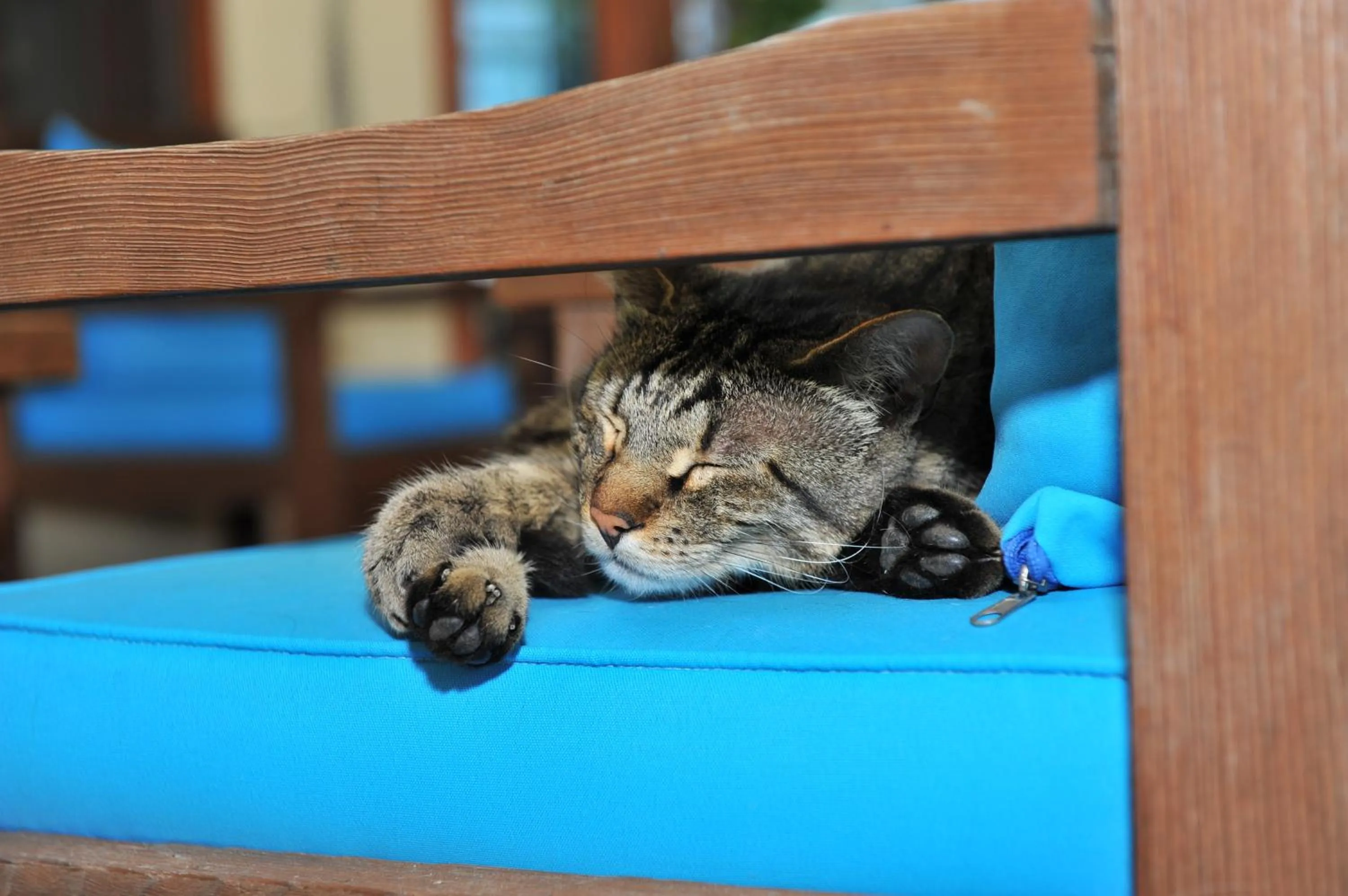 Pets in Grenadine Lodge