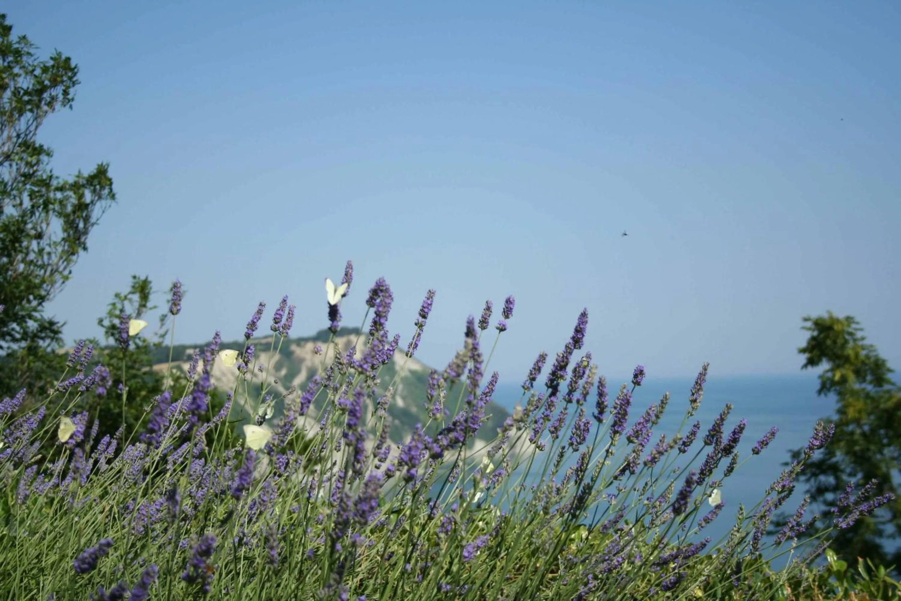 Area and facilities in Hotel Emilia