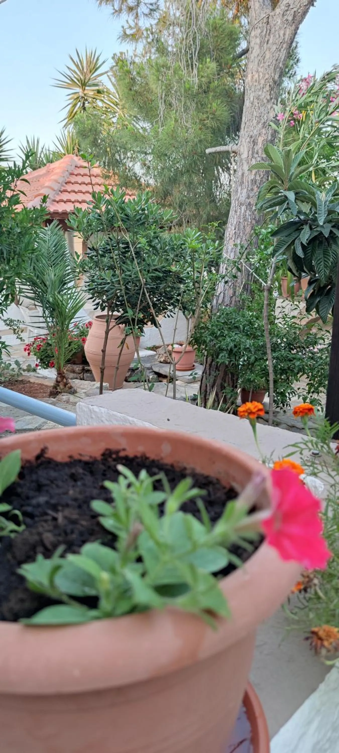 Garden in Hotel Eliza