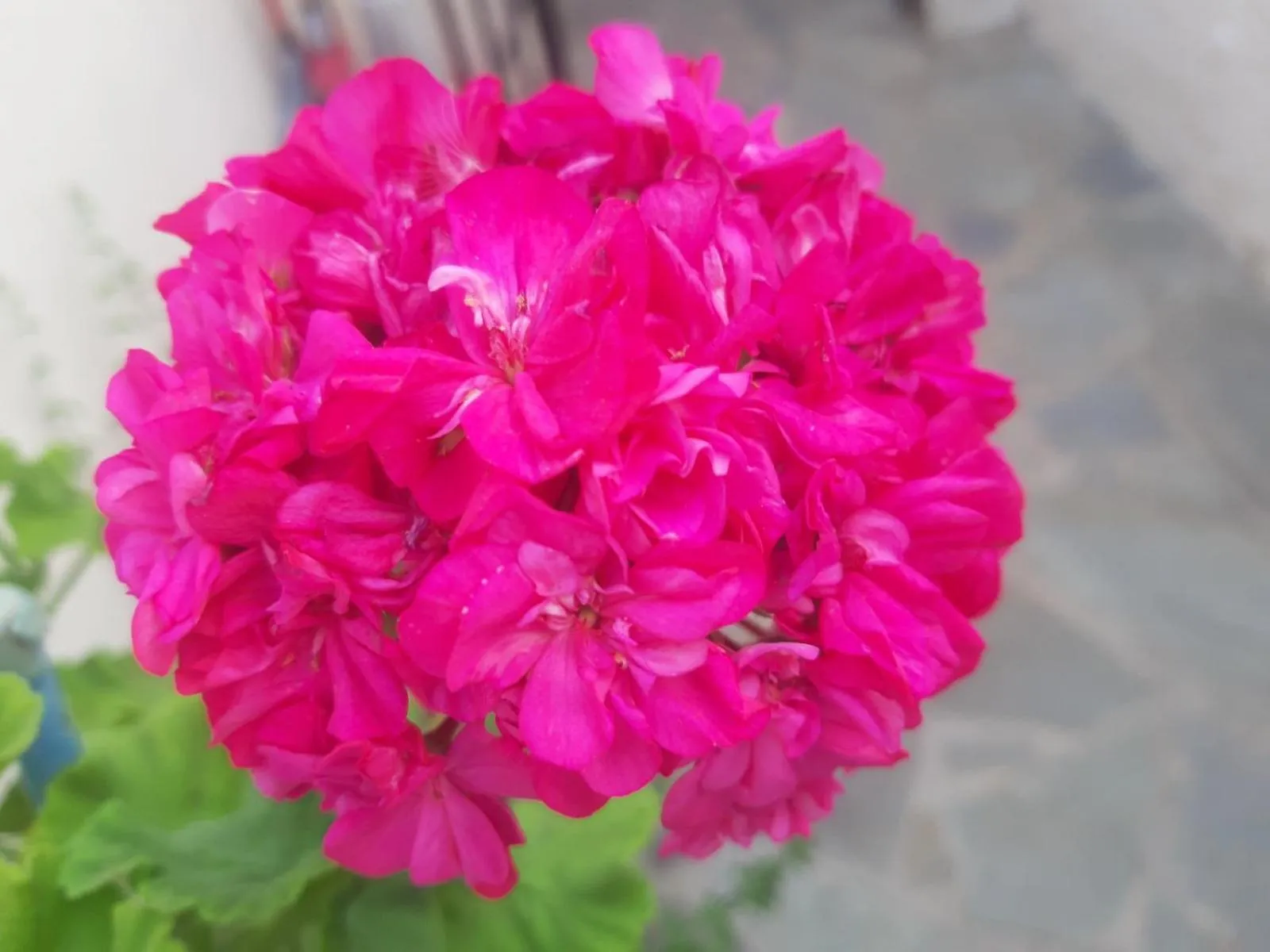 Garden in Hotel Eliza