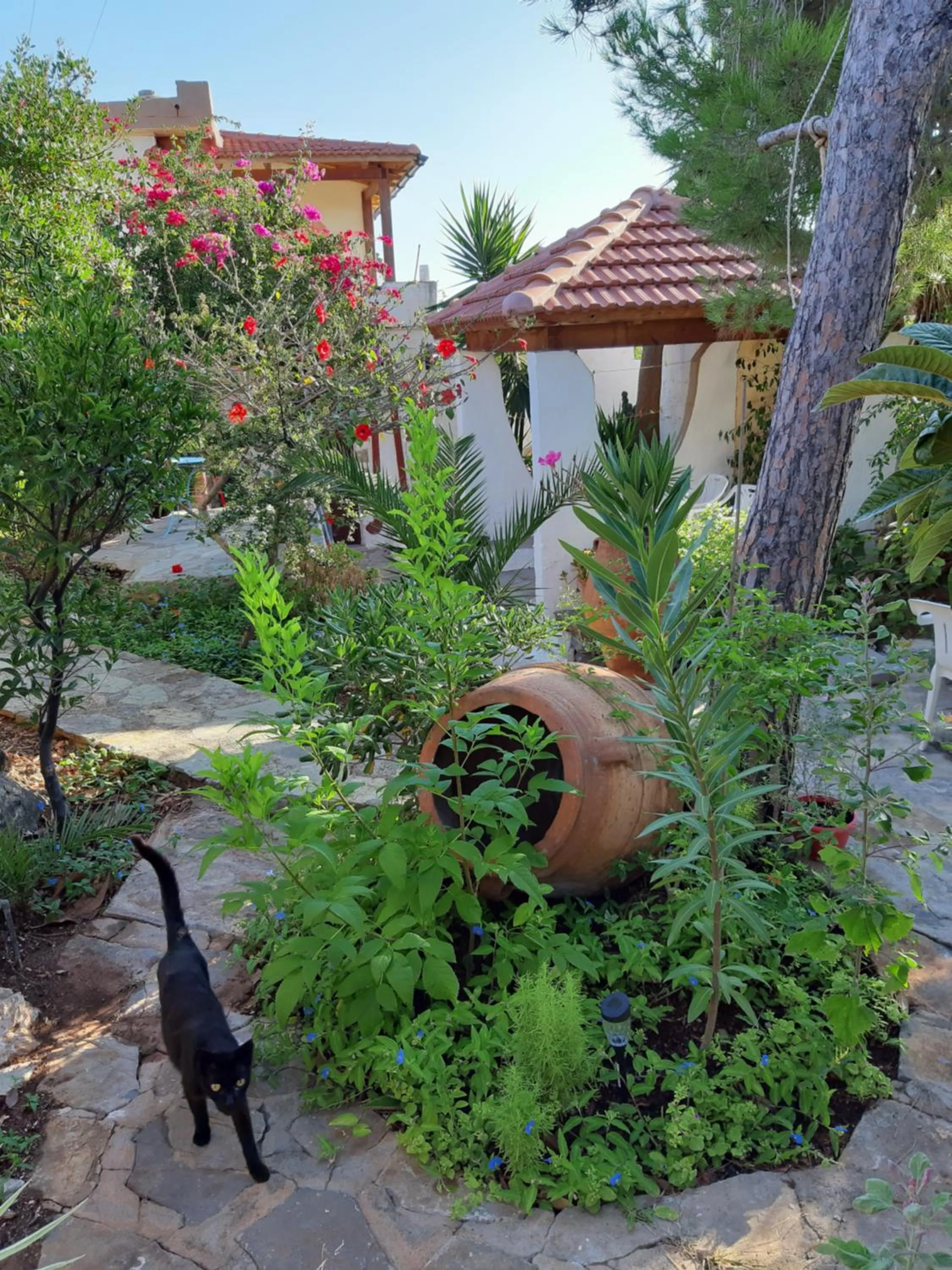 Garden in Hotel Eliza