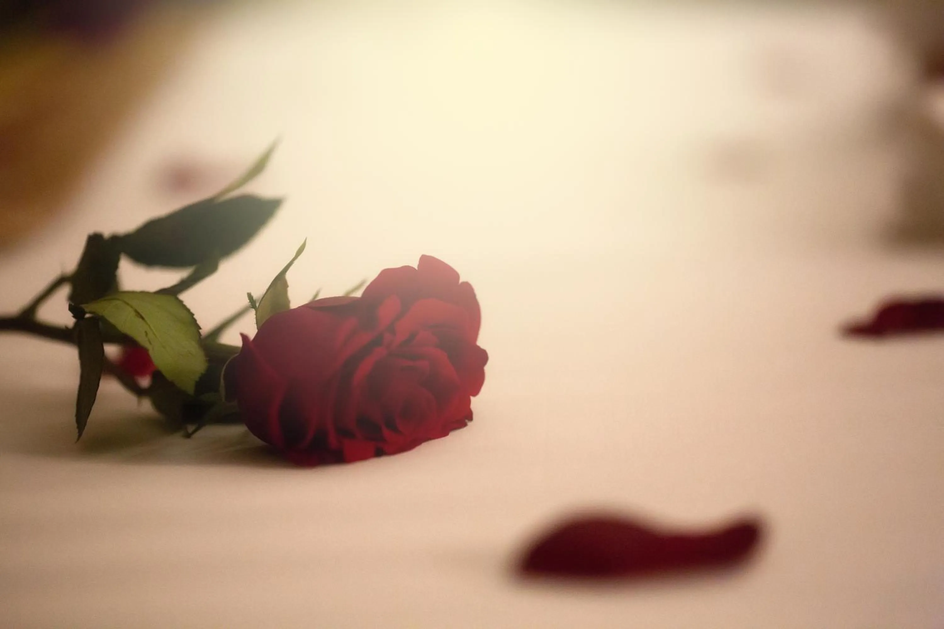 Al Safwah Orchid Hotel