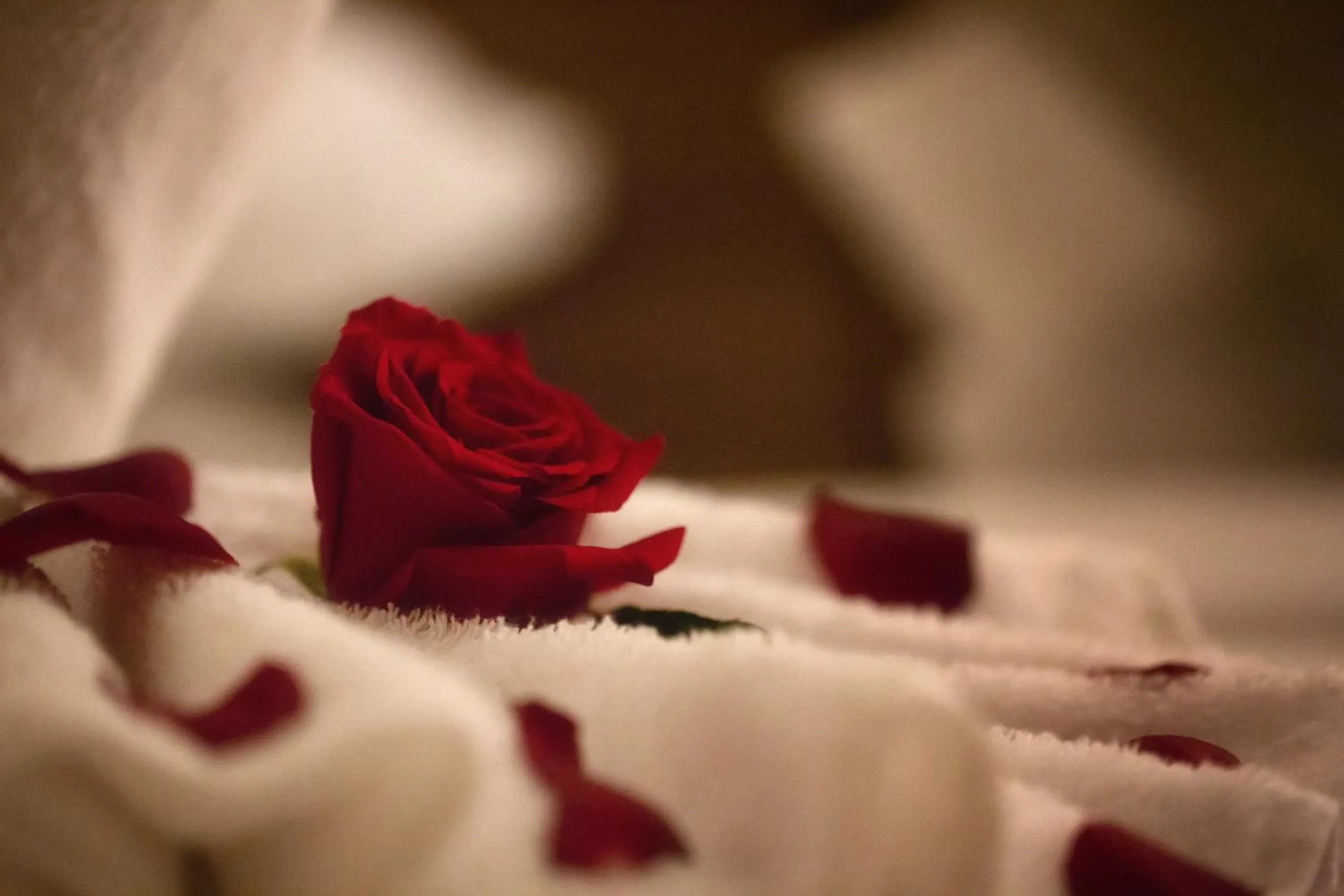 Al Safwah Orchid Hotel