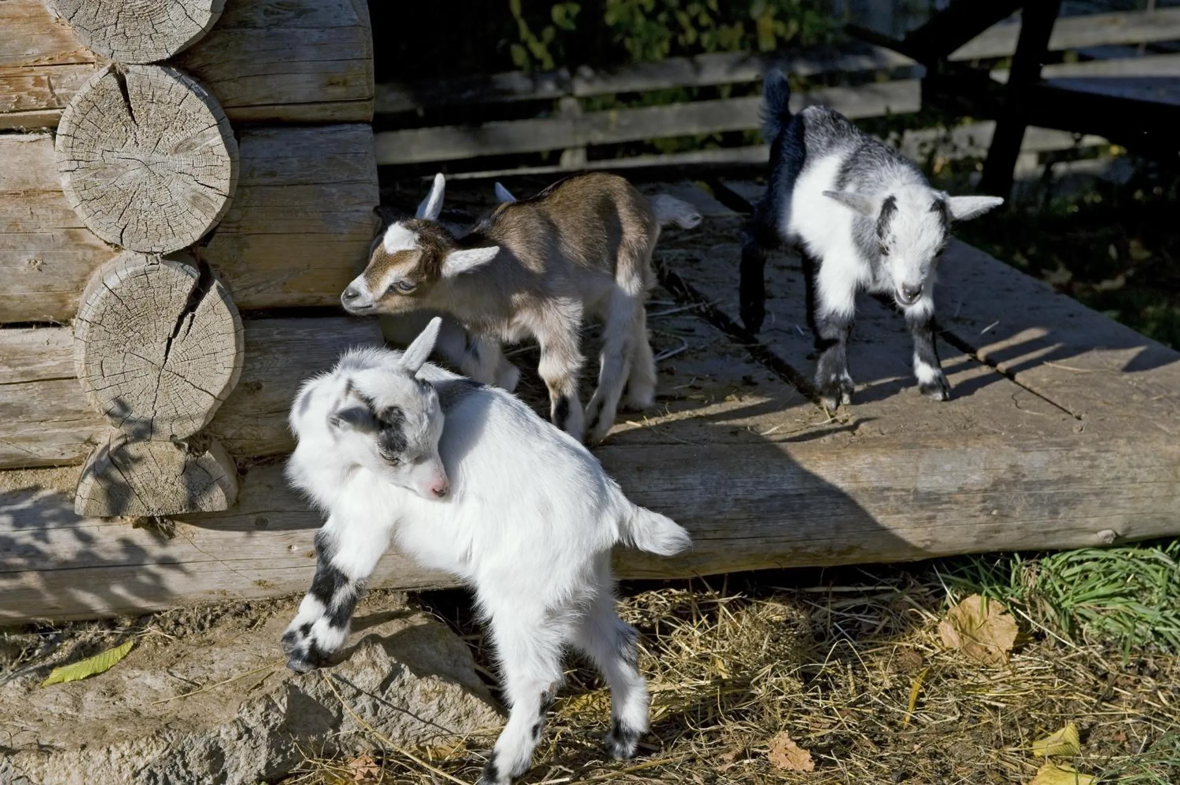 Garden in Hotel Gut Kramerhof