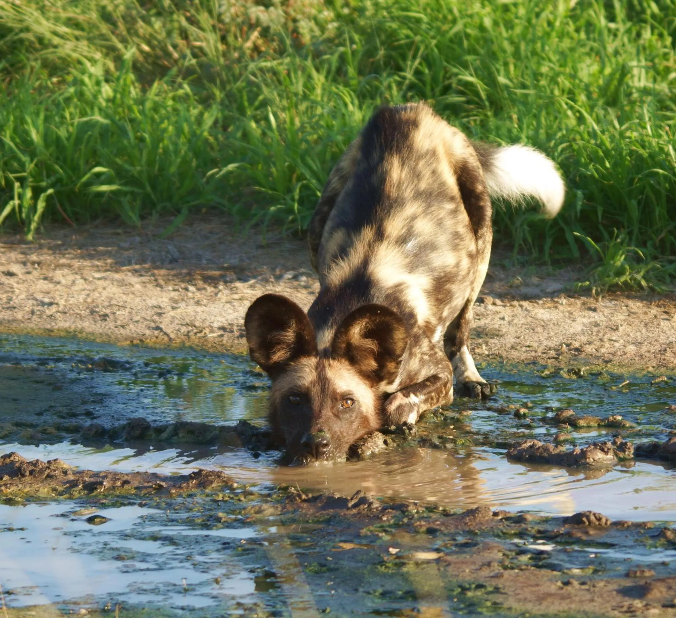 Area and facilities in Crocodile Kruger Safari Lodge