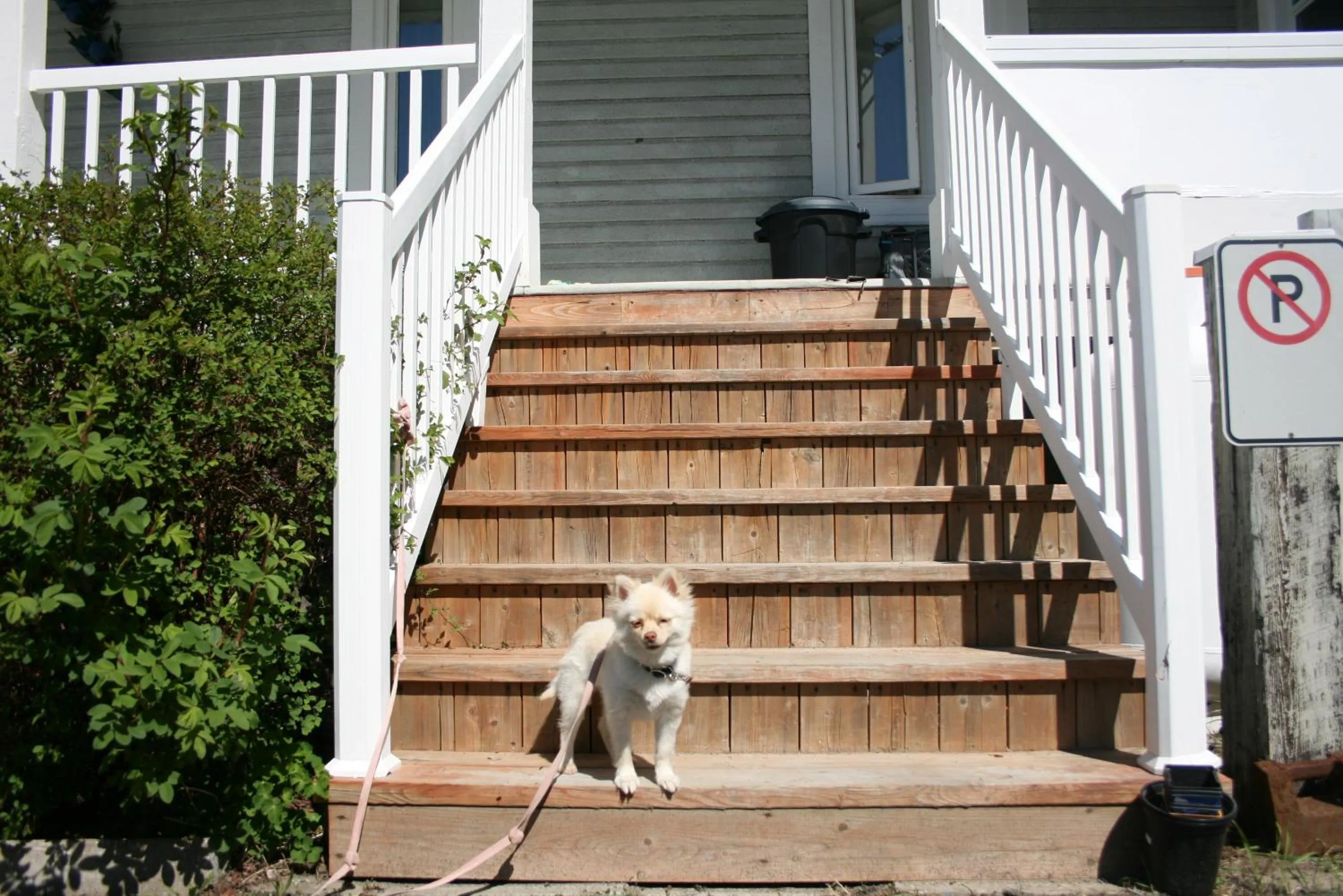 Pets in Auberge Presbytere Mont Lac-Vert