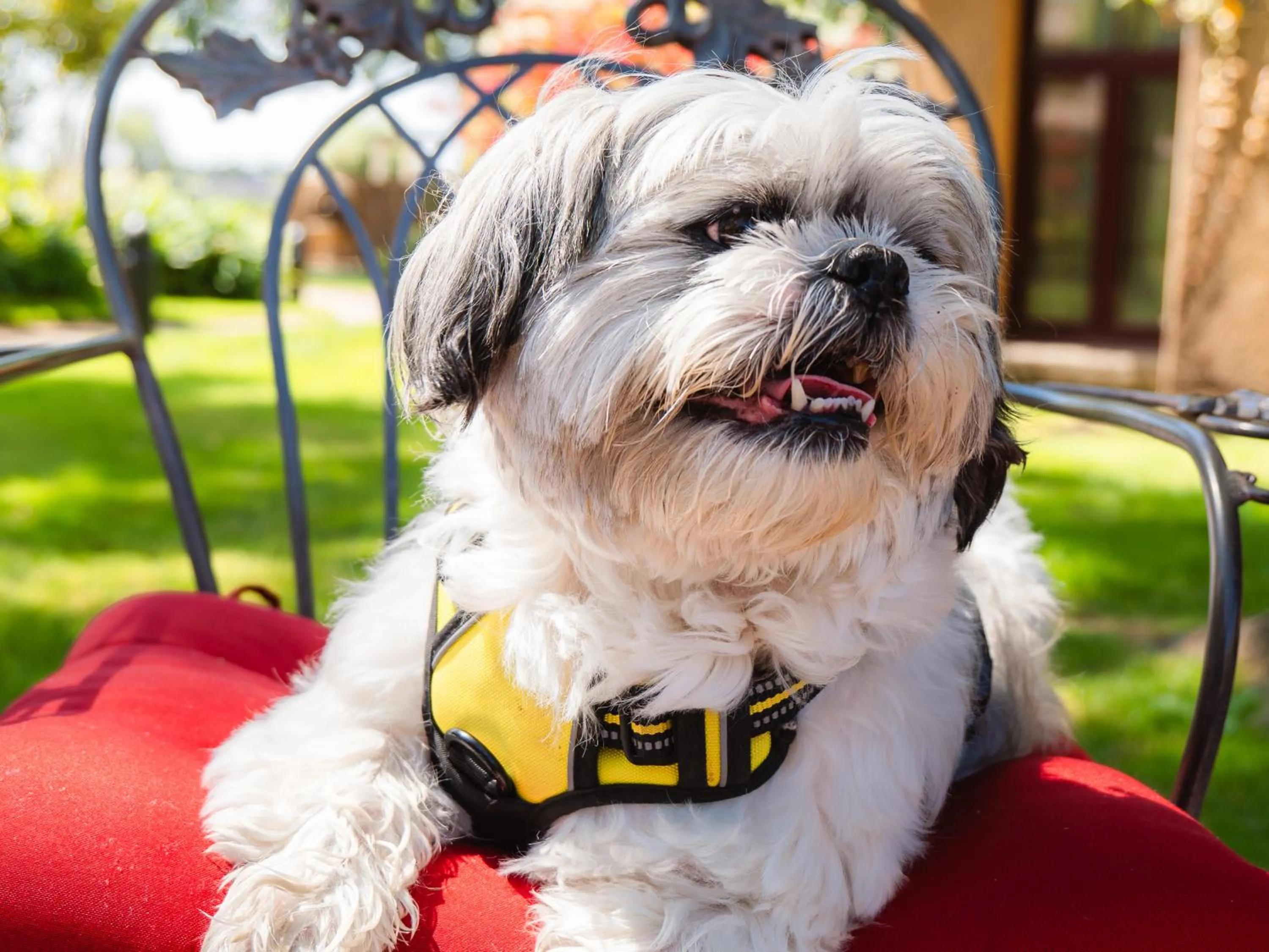 Pets in Vinarosa Resort & Spa