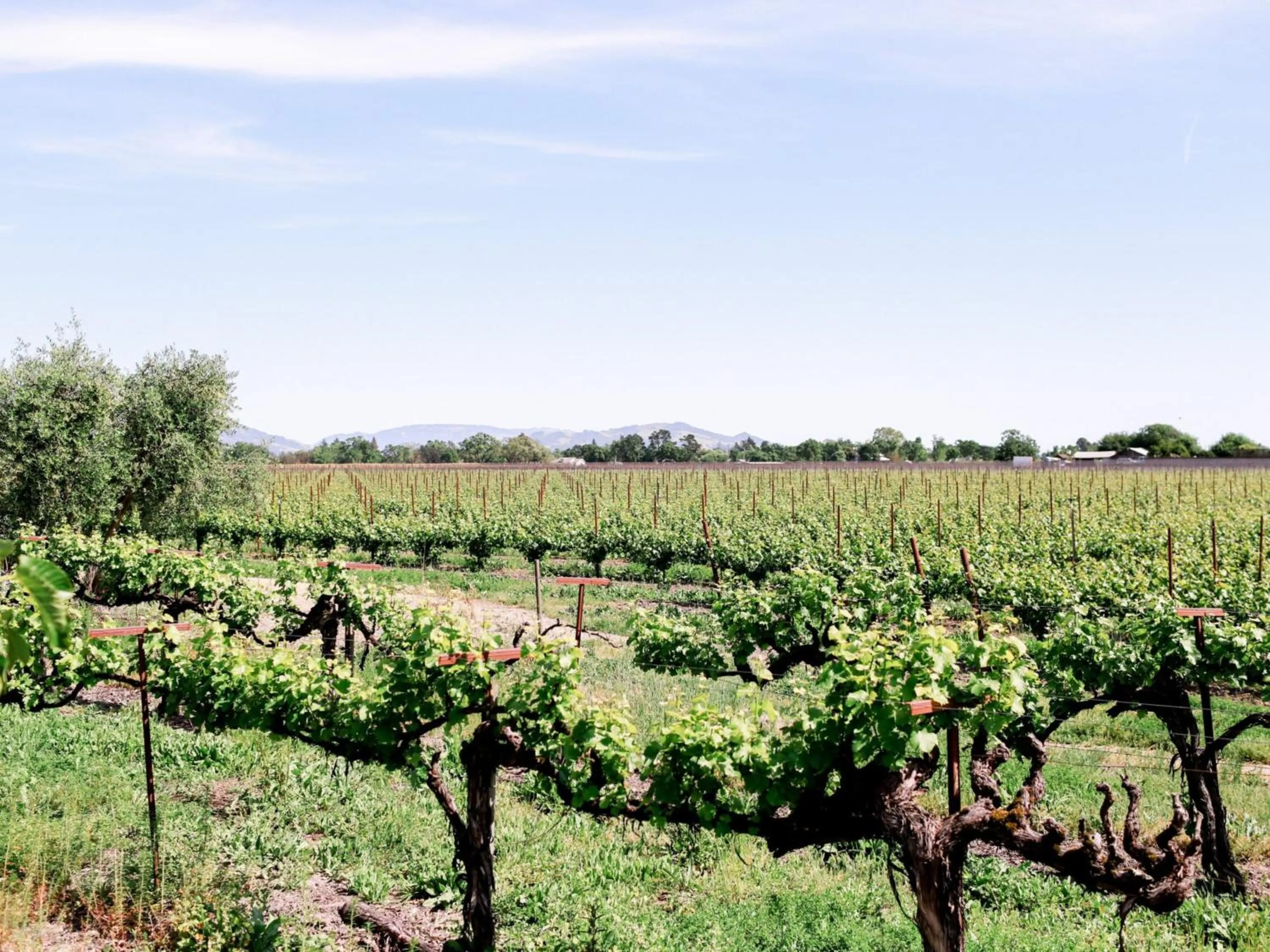 View (from property/room) in Vinarosa Resort & Spa